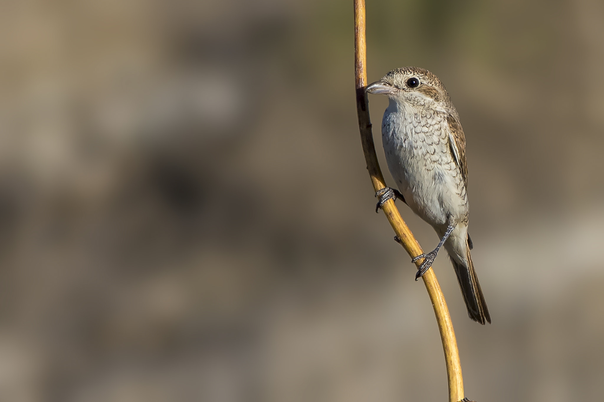 Nikon D810 + Nikon AF-S Nikkor 300mm F4D ED-IF sample photo. Red-backed shrike photography