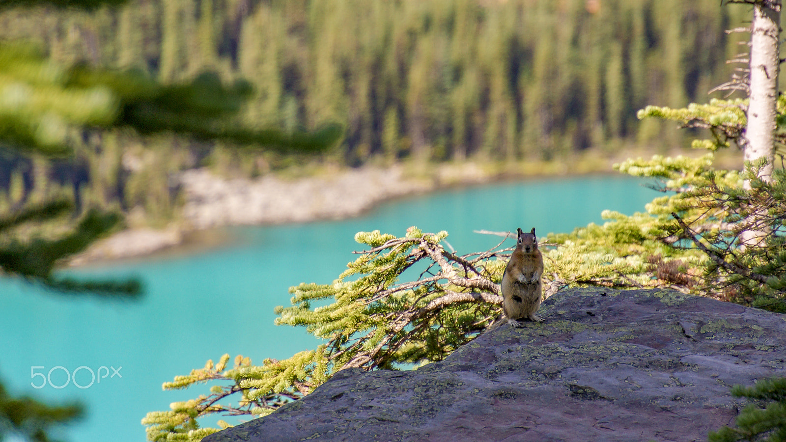 Tamron 16-300mm F3.5-6.3 Di II VC PZD Macro sample photo. 54. squirrel under shadow photography