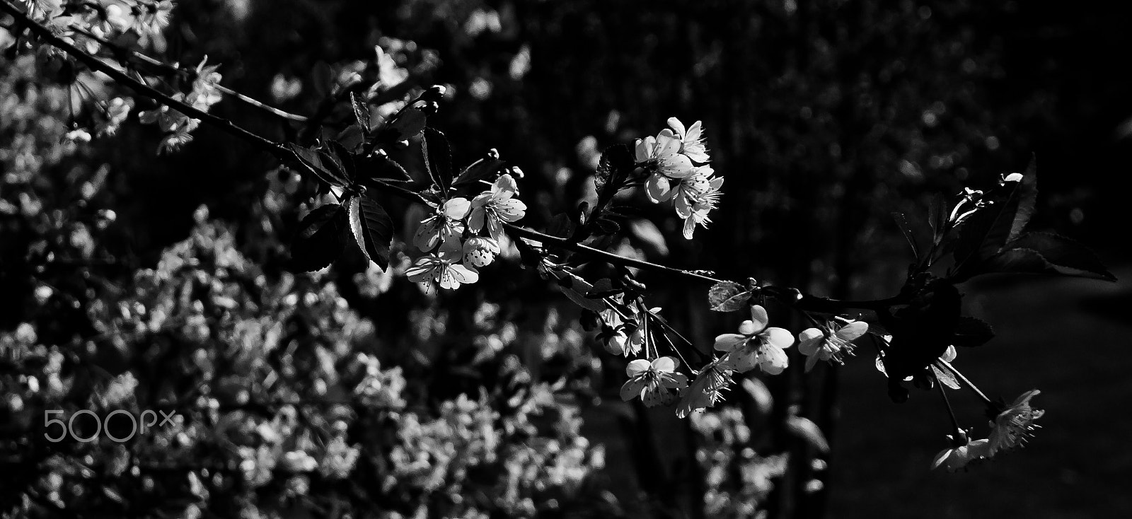 Tokina AT-X Pro 12-24mm F4 (IF) DX sample photo. Cherry blossoms photography