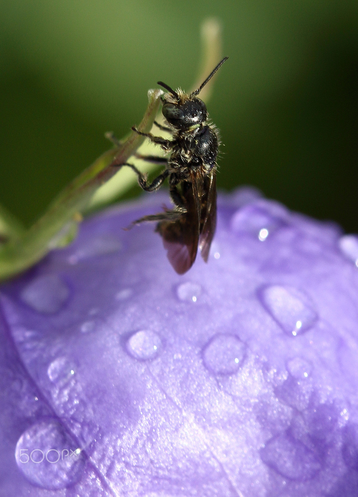 Canon EF 100mm F2.8 Macro USM sample photo. Washed wasp photography