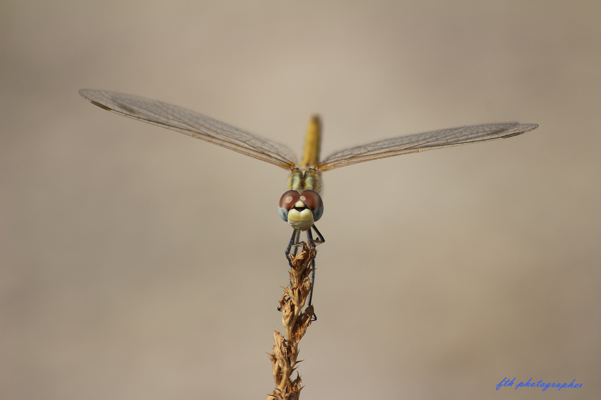 Canon EOS 100D (EOS Rebel SL1 / EOS Kiss X7) sample photo. Dragonfly photography