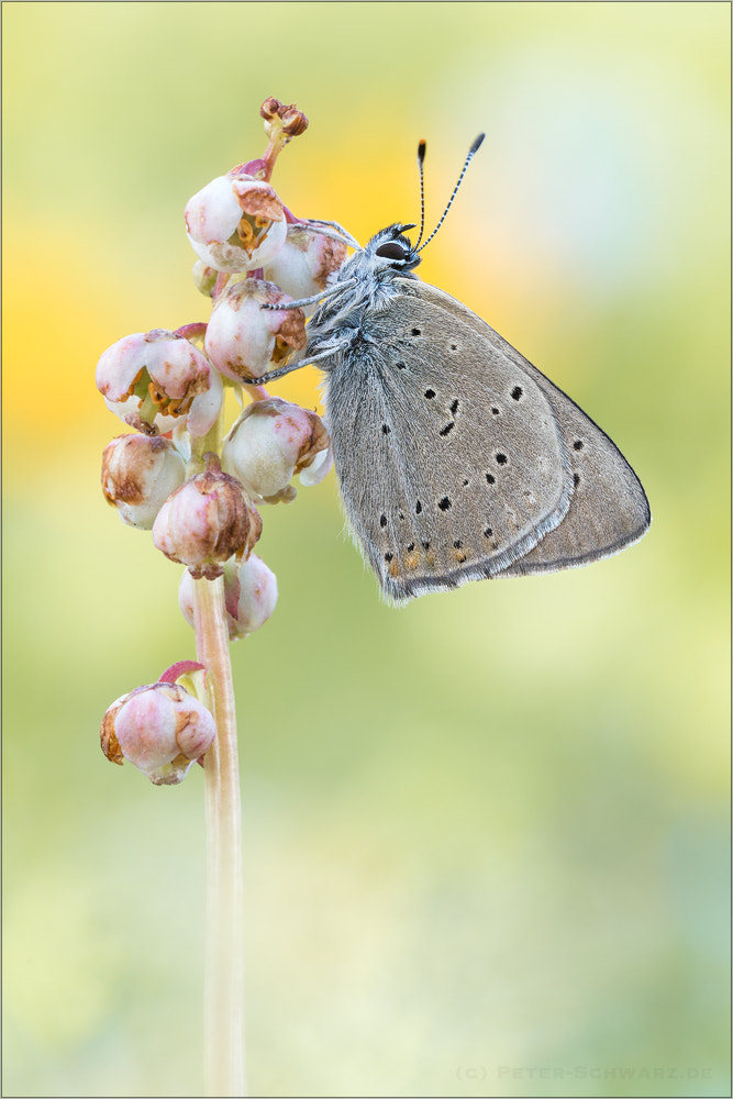 Sigma 150mm f/2.8 EX DG OS HSM APO Macro sample photo. Lycaena hippothoe photography