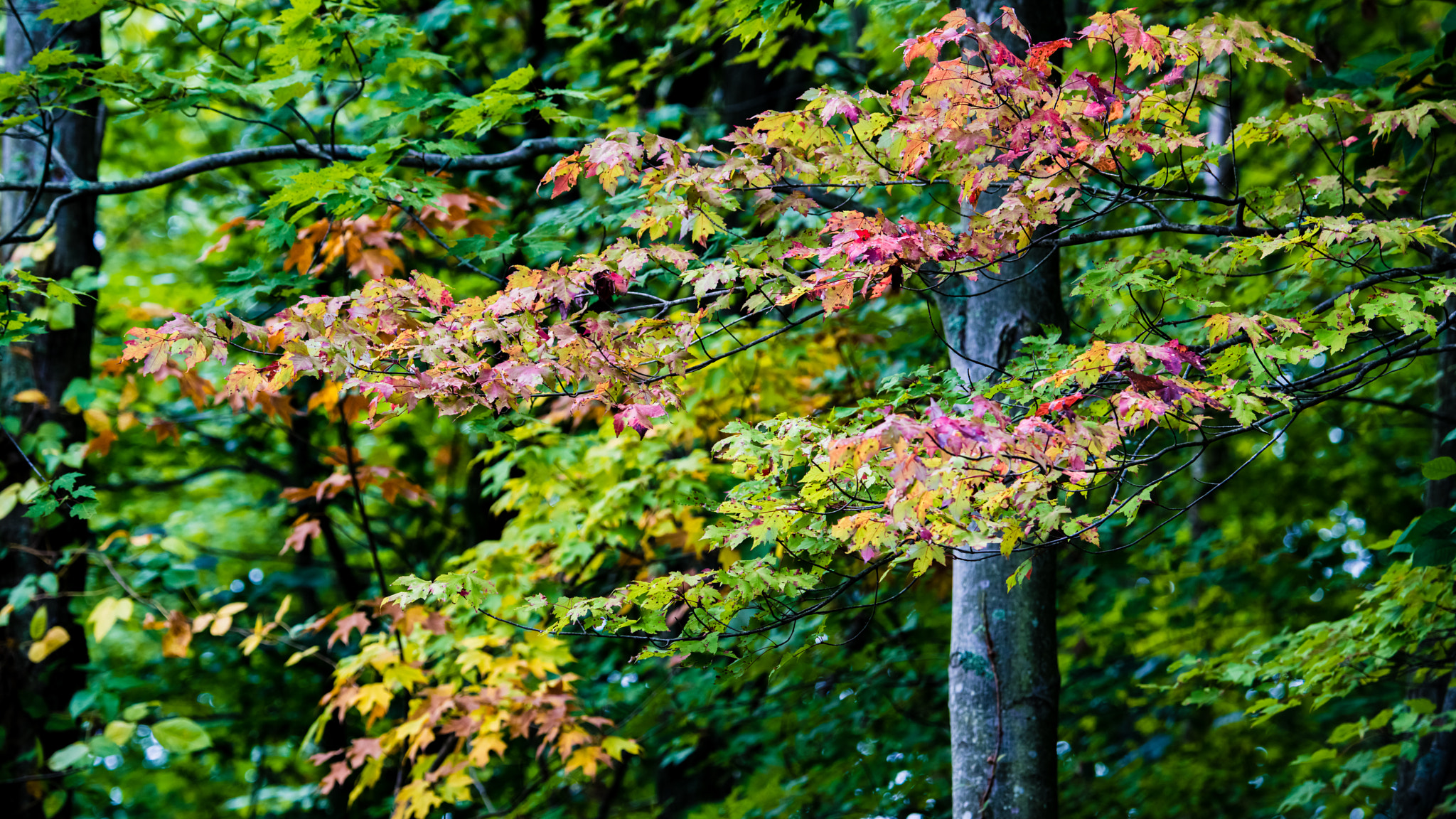 Nikon D800E sample photo. Exploring blendon woods metro park photography
