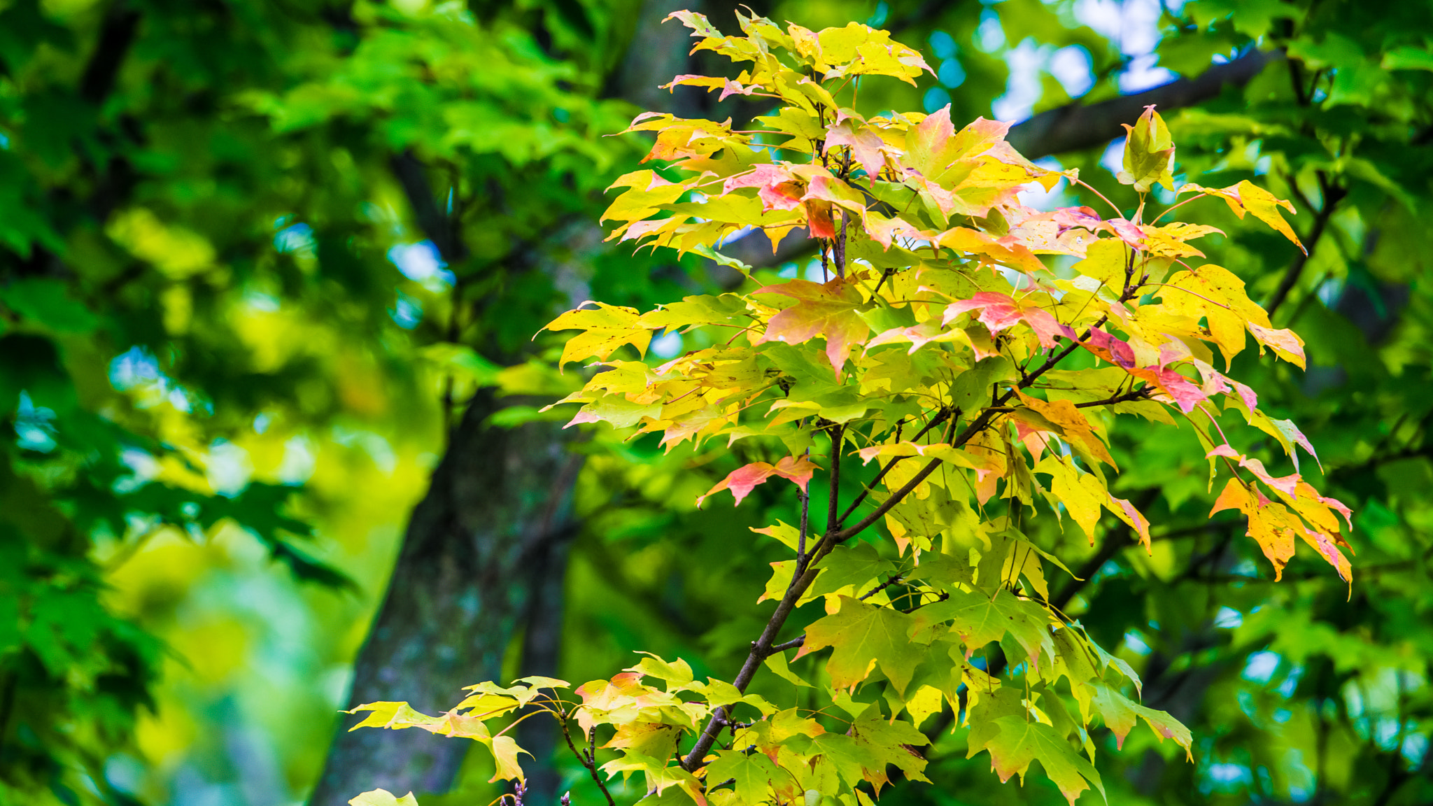 Nikon D800E sample photo. Exploring blendon woods metro park photography