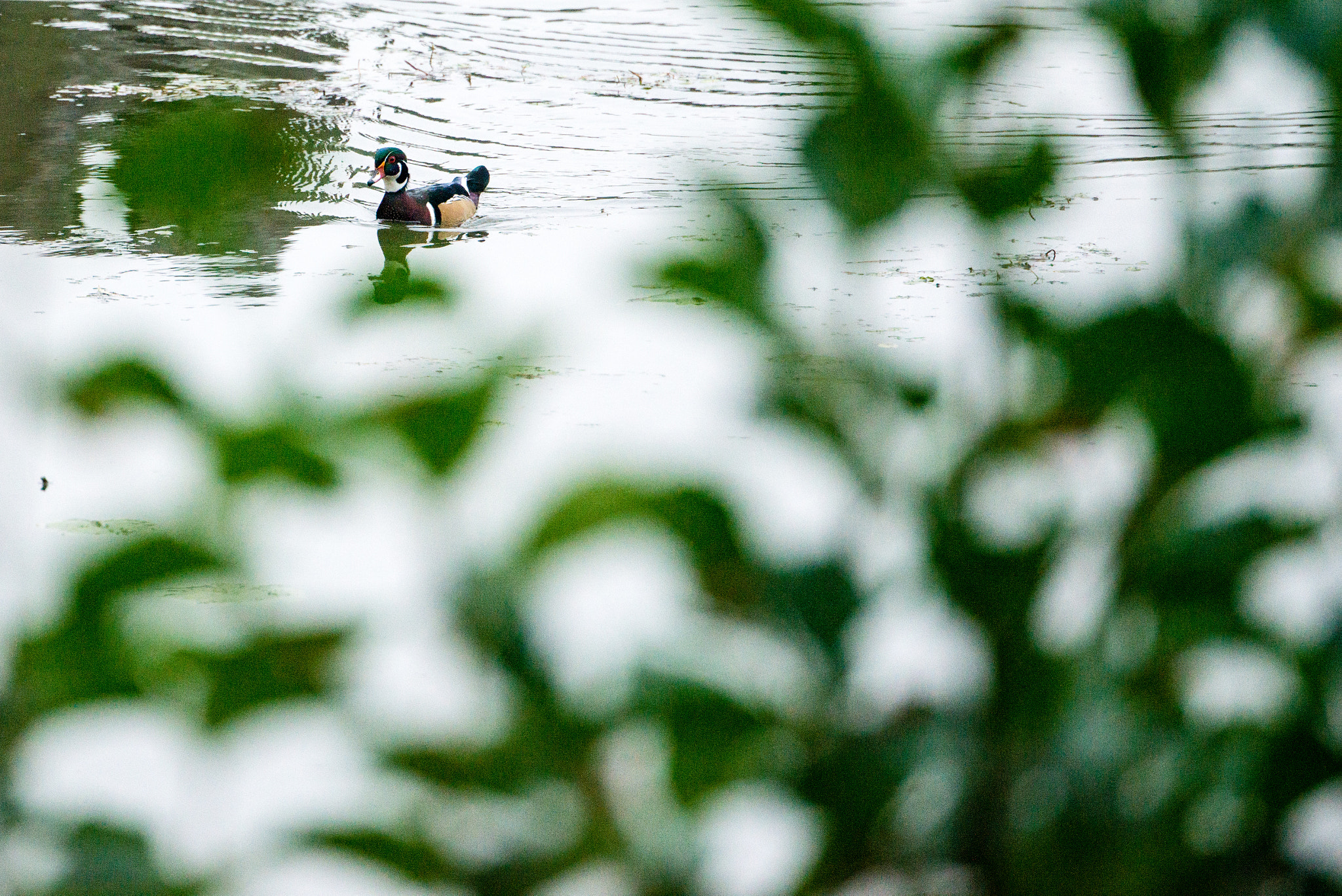 Nikon D800E sample photo. Exploring blendon woods metro park photography