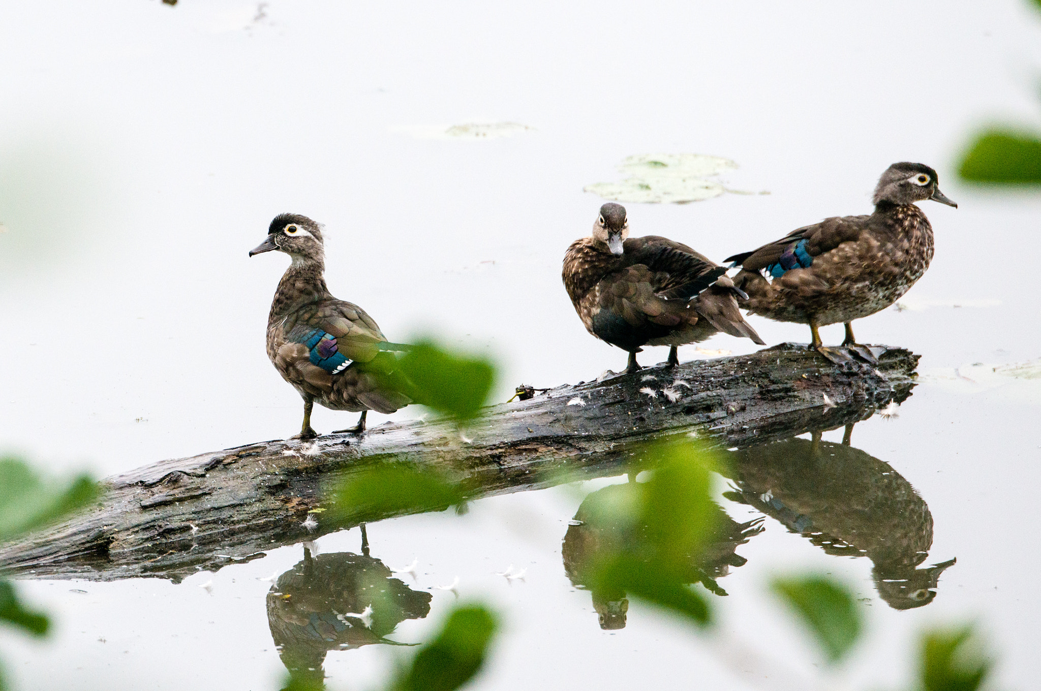 Nikon D800E sample photo. Juvenile wood ducks photography