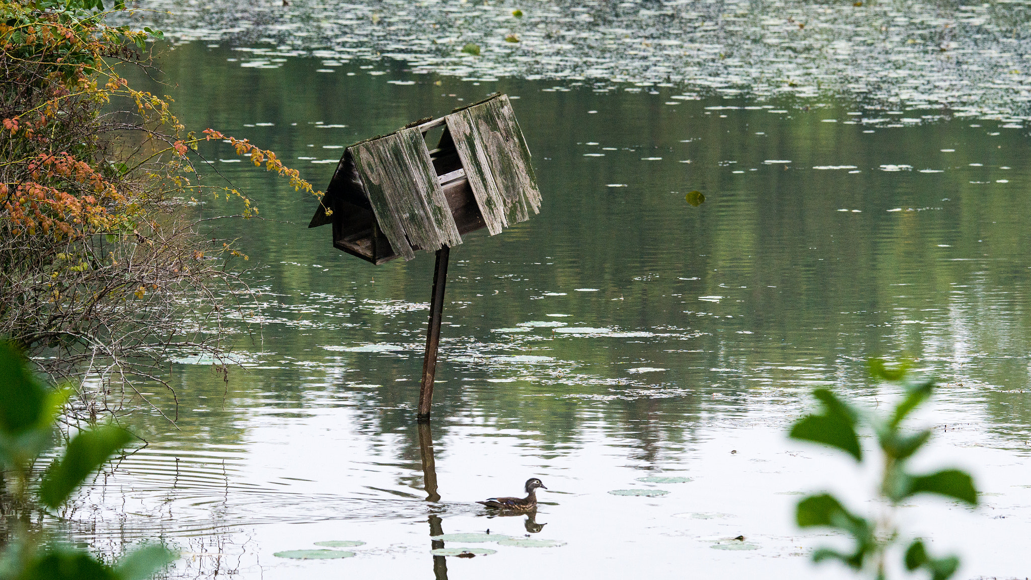 Nikon D800E sample photo. Exploring blendon woods metro park photography