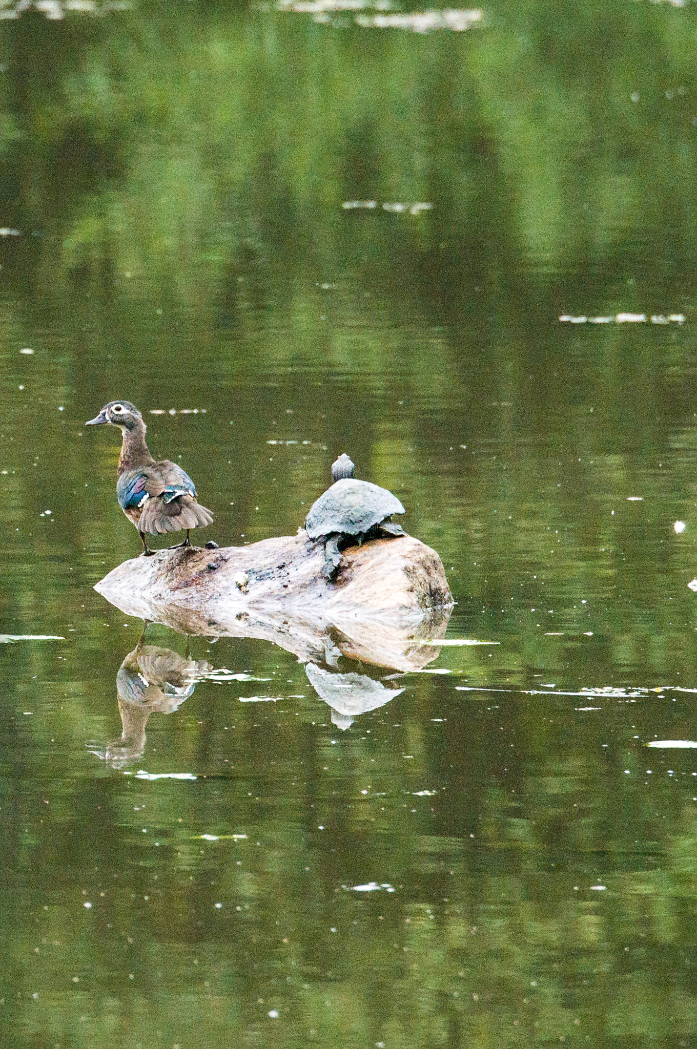 Nikon D800E sample photo. Together photography