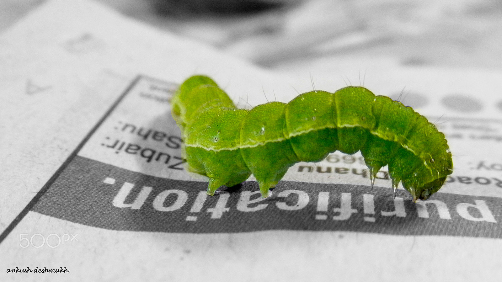 Olympus u7030,S7030 sample photo. A caterpillar photography