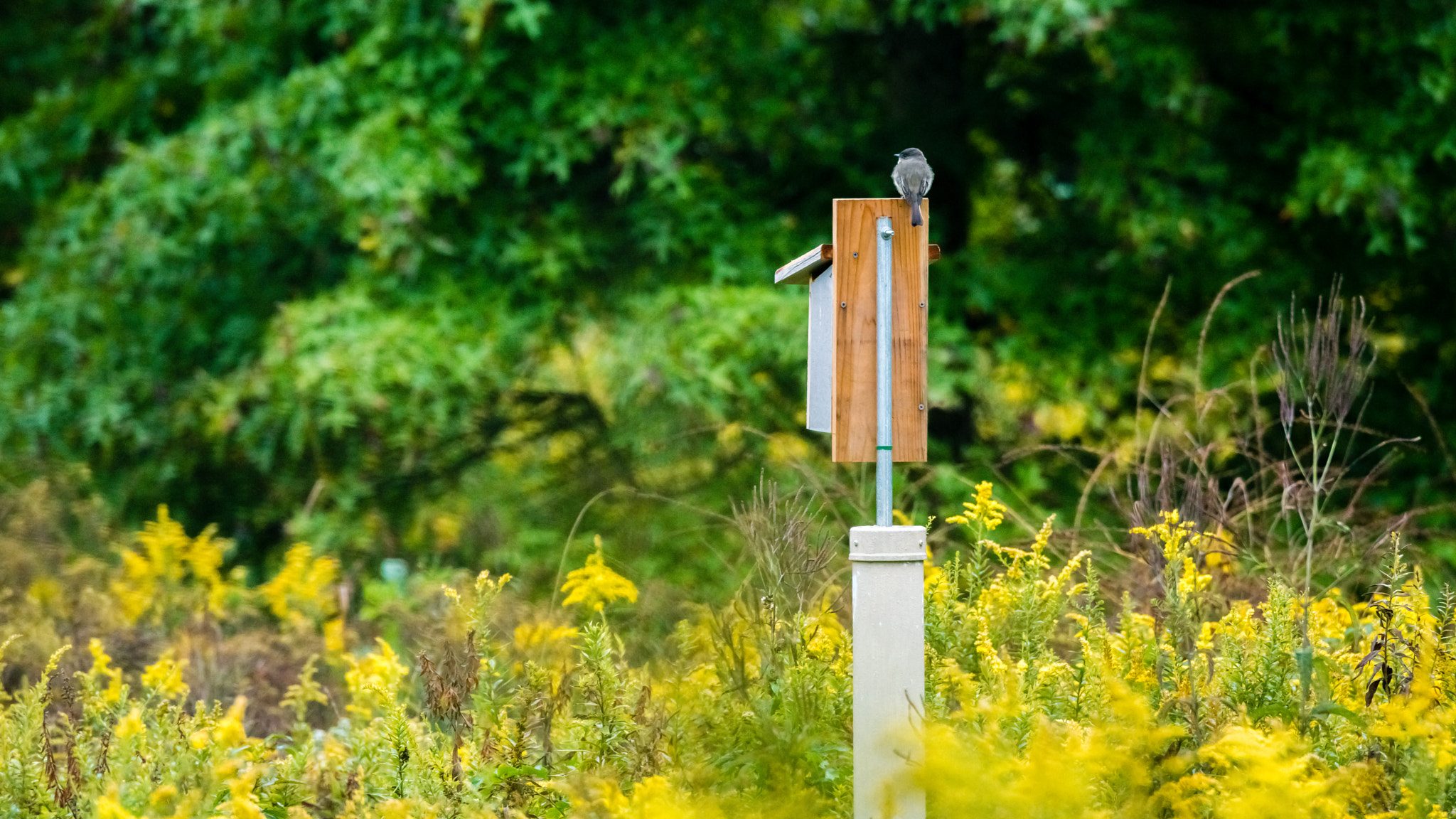 Nikon D800E sample photo. Exploring blendon woods metro park photography