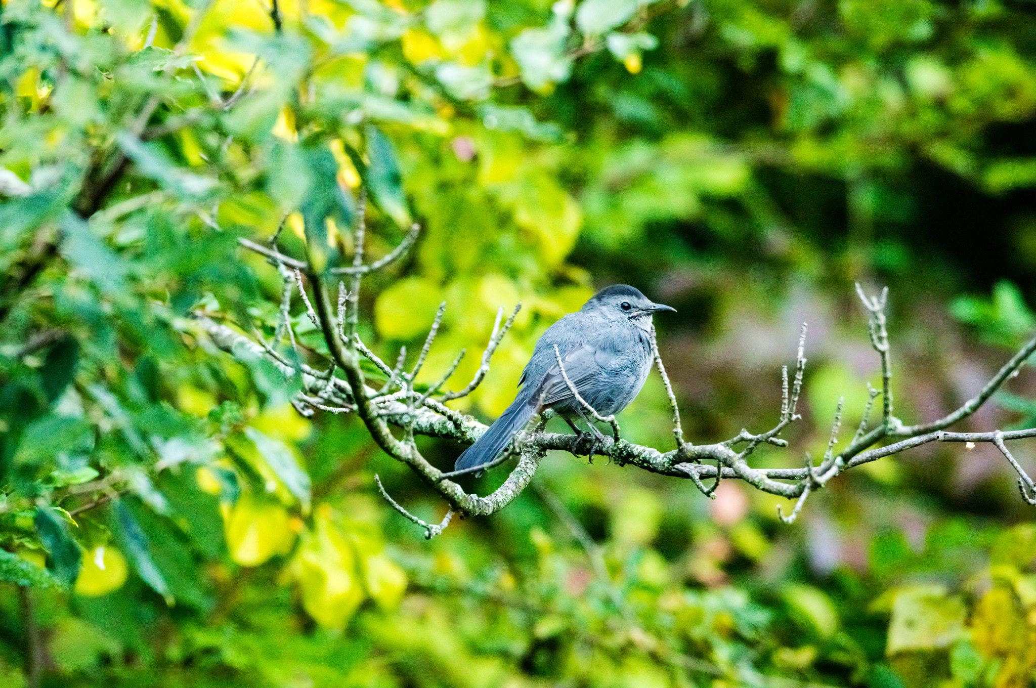Nikon D800E sample photo. Exploring blendon woods metro park photography