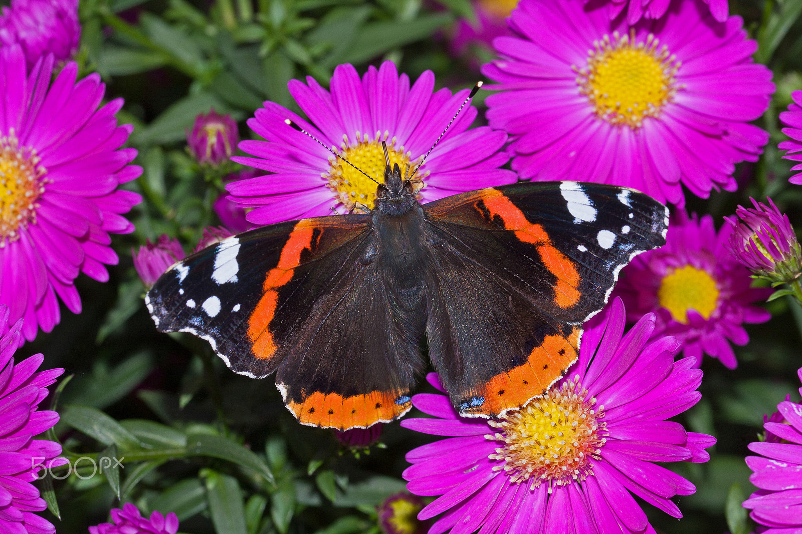 Canon EOS 40D + Sigma 105mm F2.8 EX DG OS HSM sample photo. Red admiral photography
