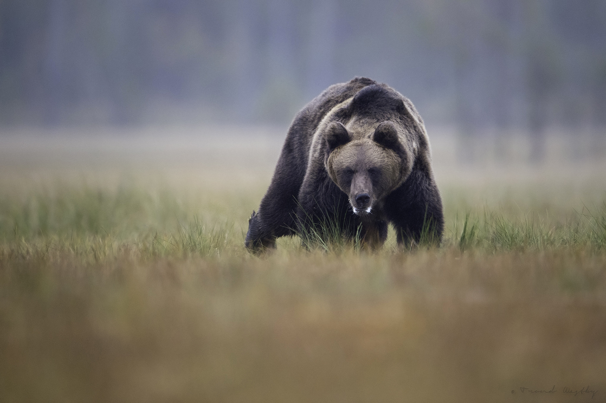 Nikon D4S + Nikon AF-S Nikkor 600mm F4G ED VR sample photo. Brown bear photography