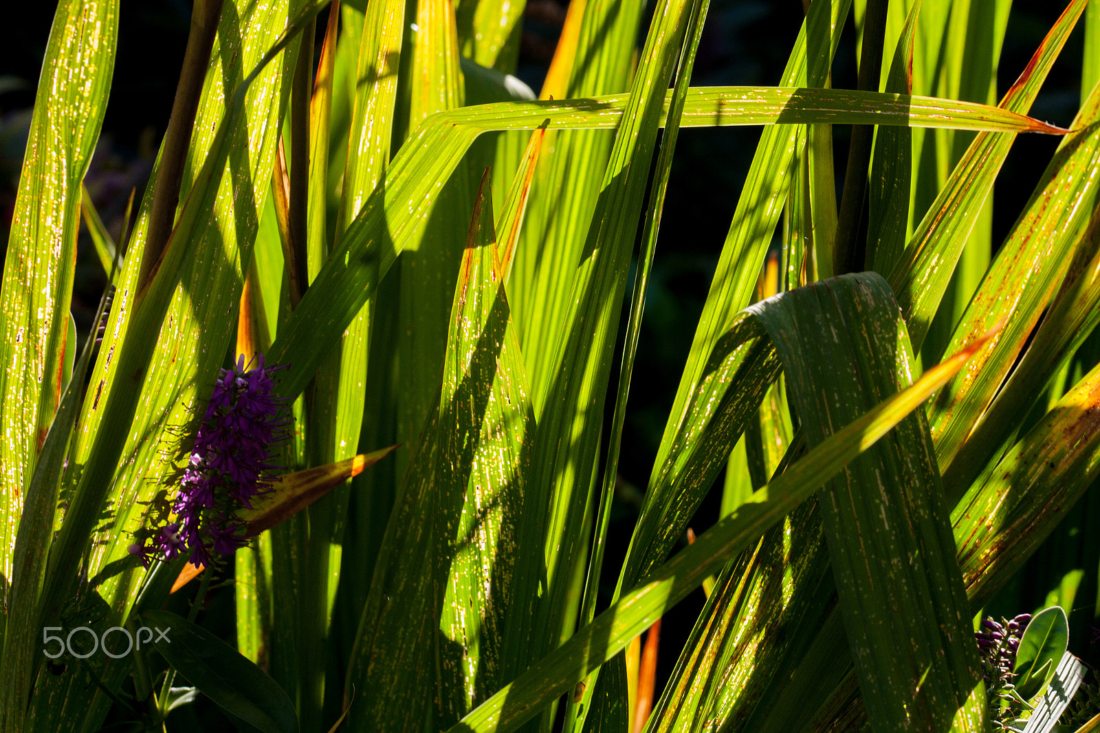 Sigma 105mm F2.8 EX DG OS HSM sample photo. Shadows photography