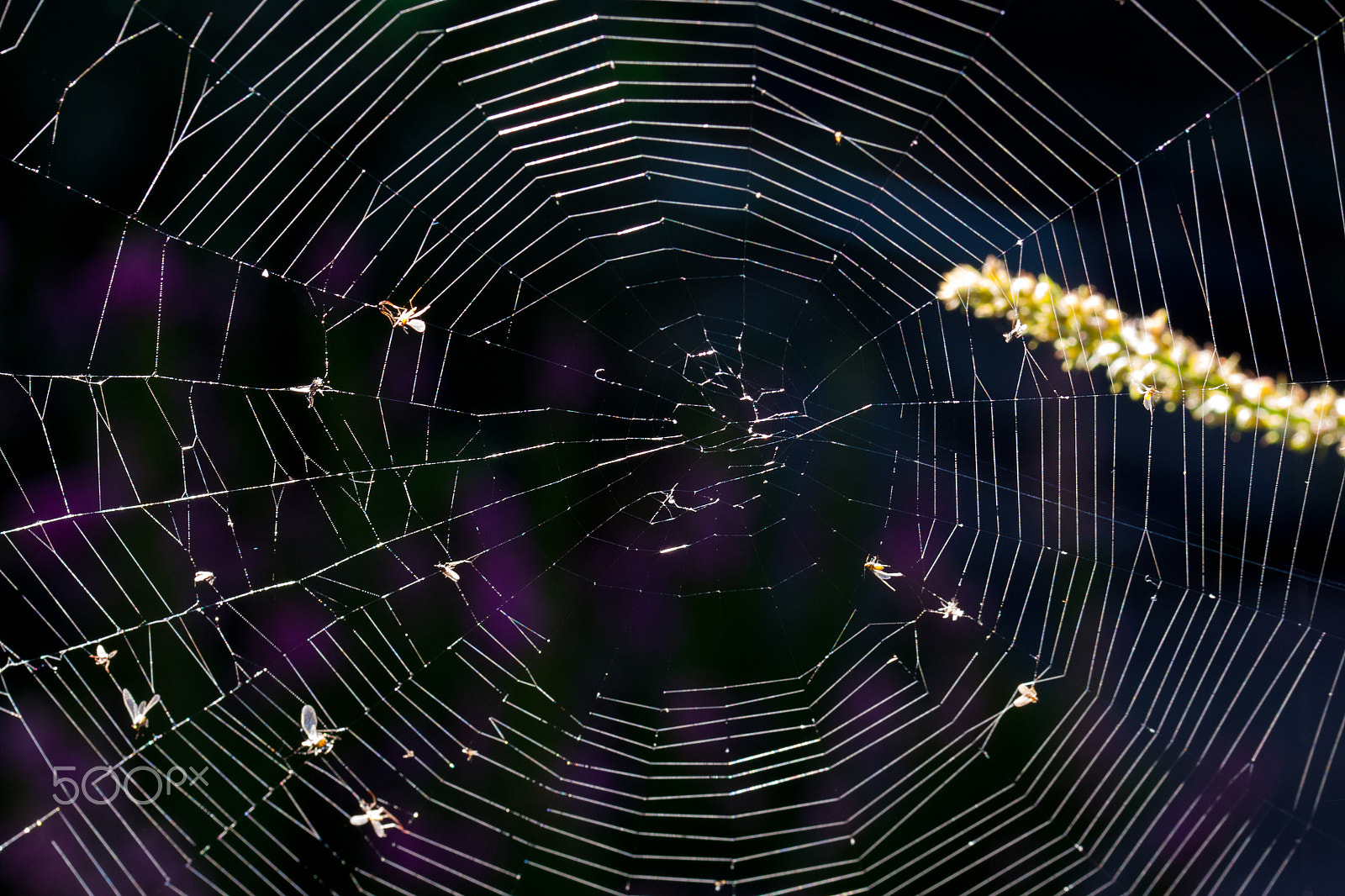 Sigma 105mm F2.8 EX DG OS HSM sample photo. Missing spider photography