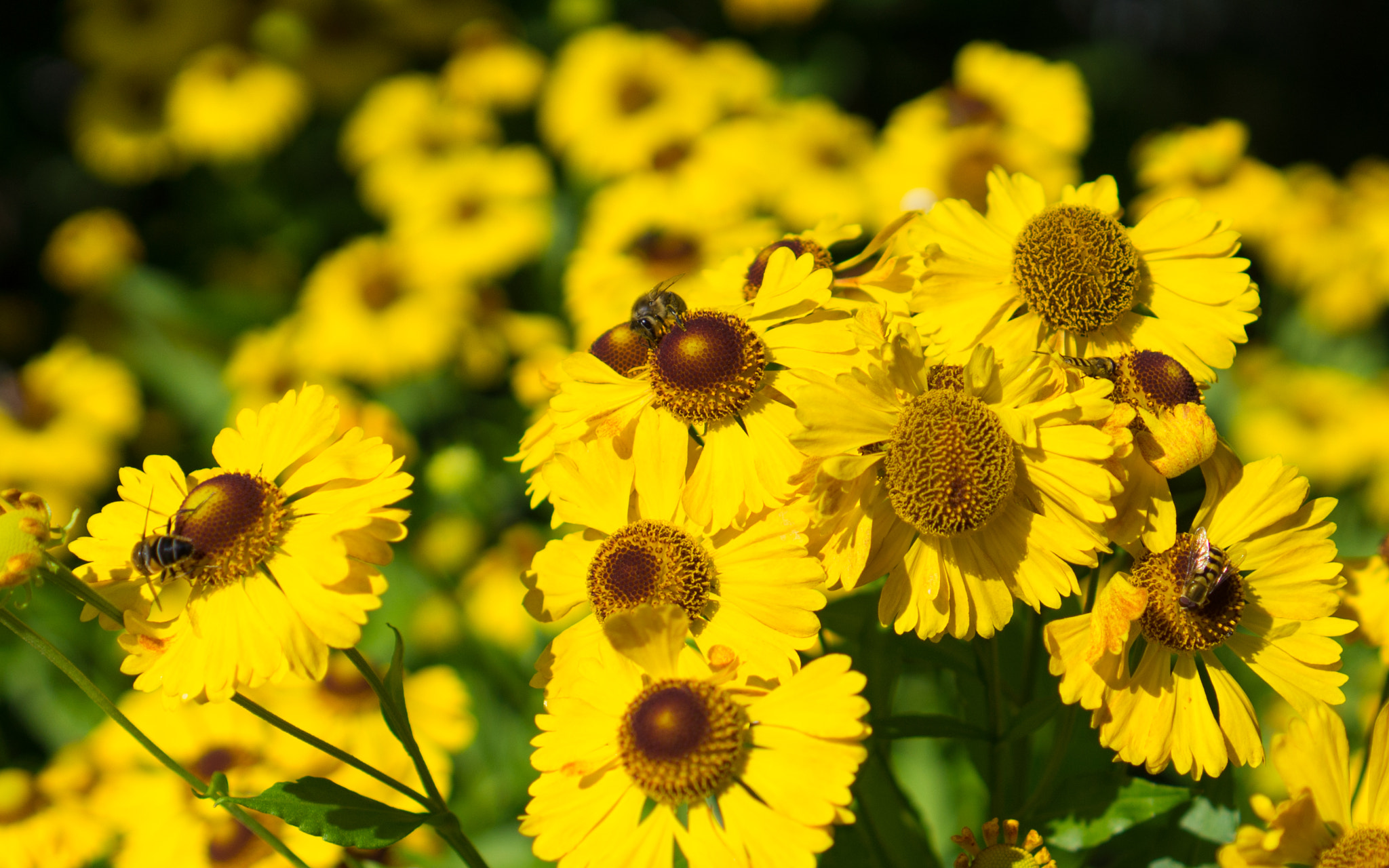 Sony E 35mm F1.8 OSS sample photo. * photography