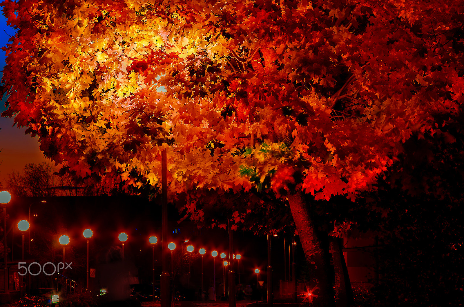 Pentax smc DA 50-200mm F4-5.6 ED WR sample photo. Autumn maple photography