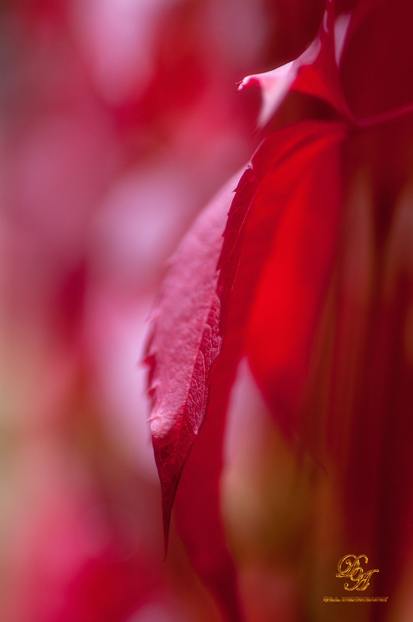 Pentax K20D + Pentax smc D-FA 100mm F2.8 macro sample photo. Autumn.... photography