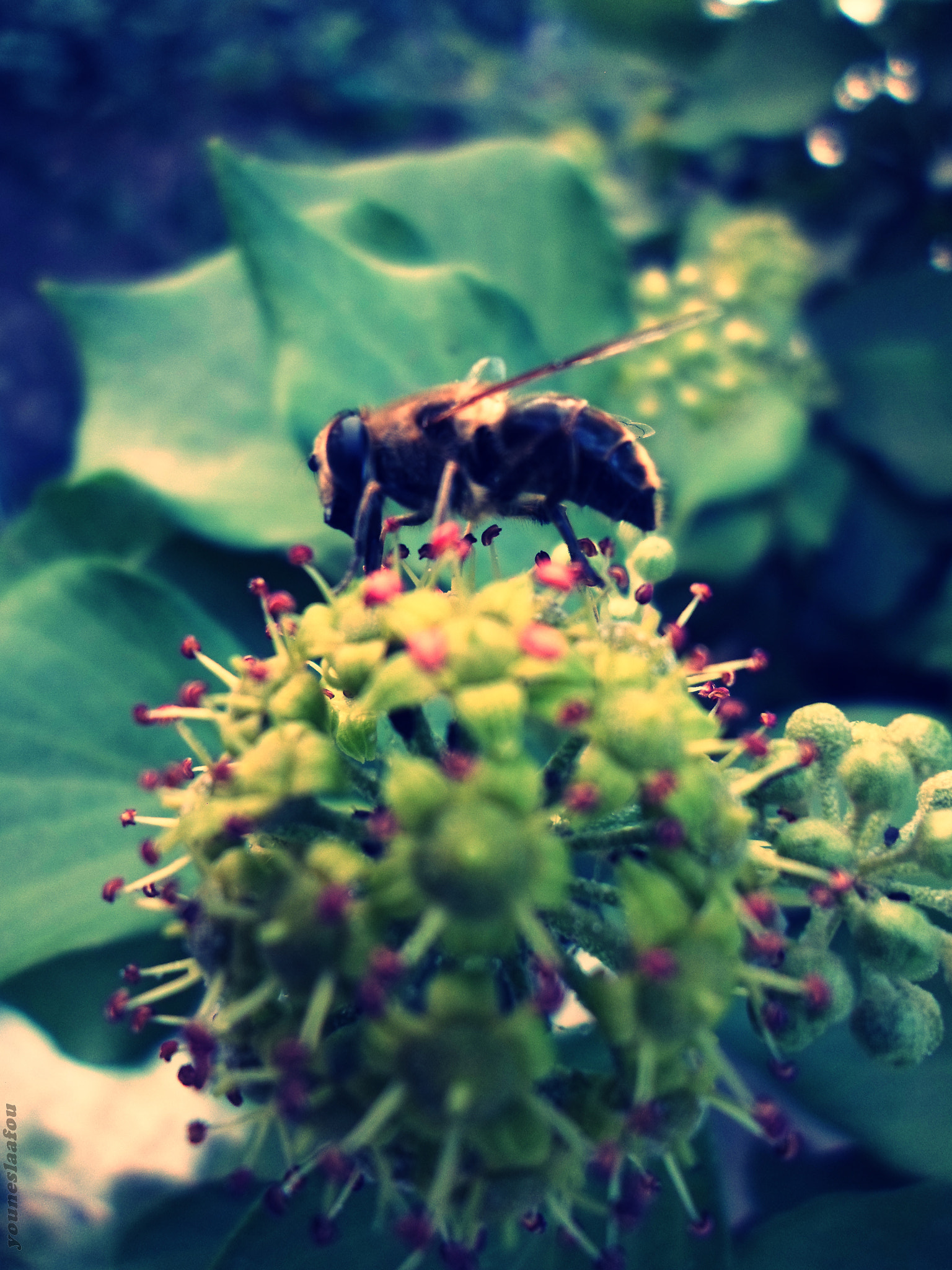 Samsung ST77 / ST79 sample photo. Bee and nectar photography