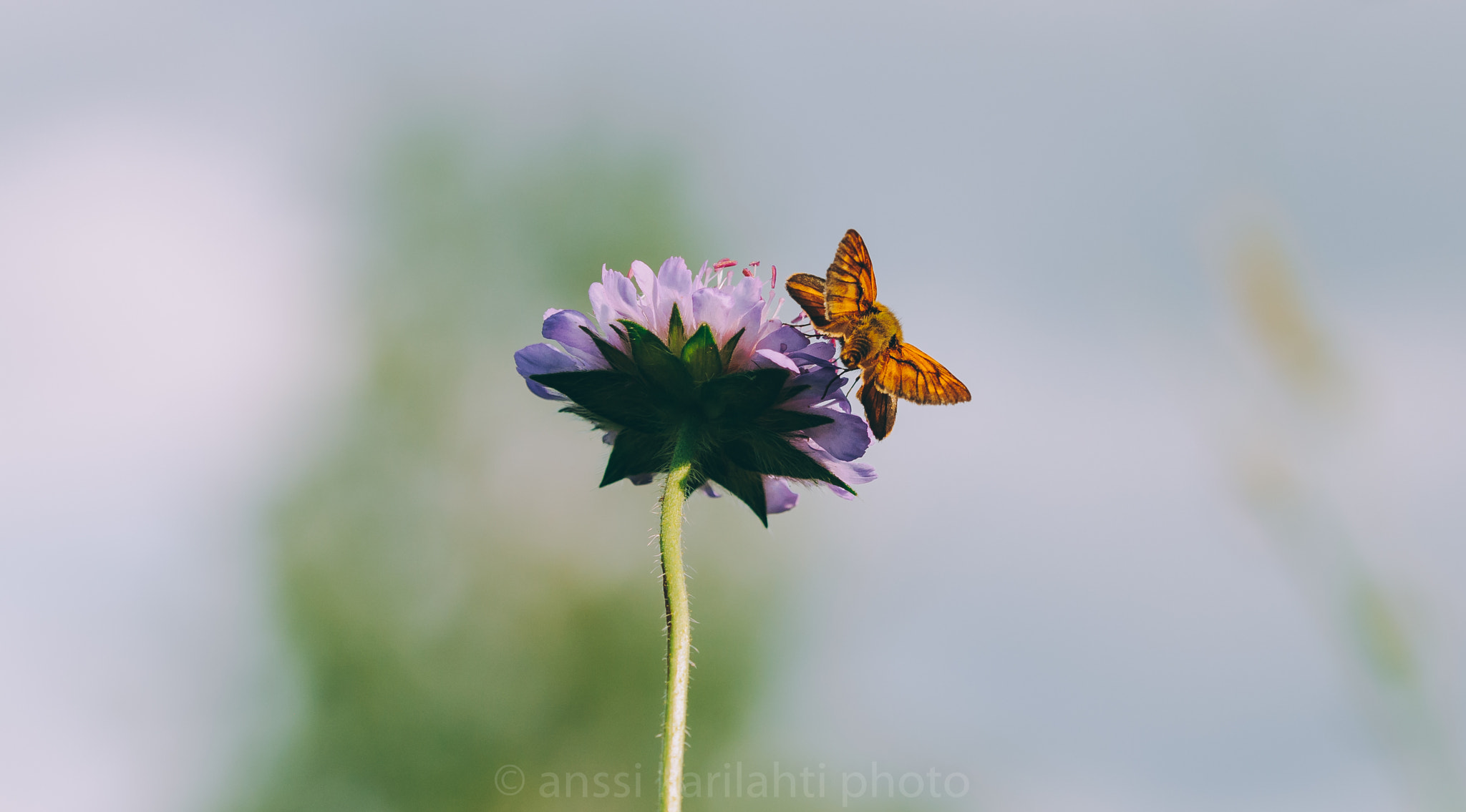 Sigma 105mm F2.8 EX DG OS HSM sample photo. Free to fly photography