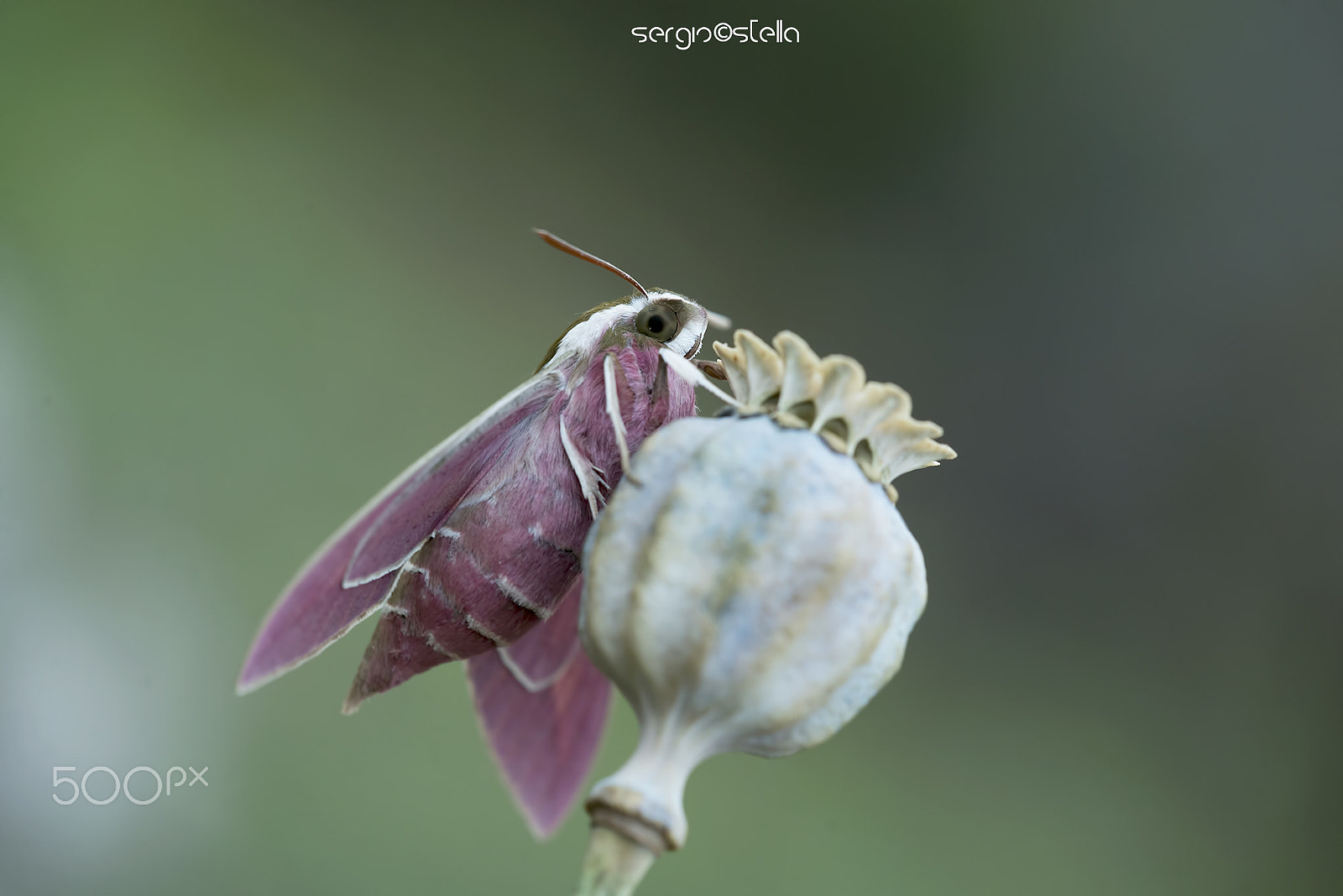 Sigma 150mm F2.8 EX DG Macro HSM sample photo. Pink_lady__________ photography
