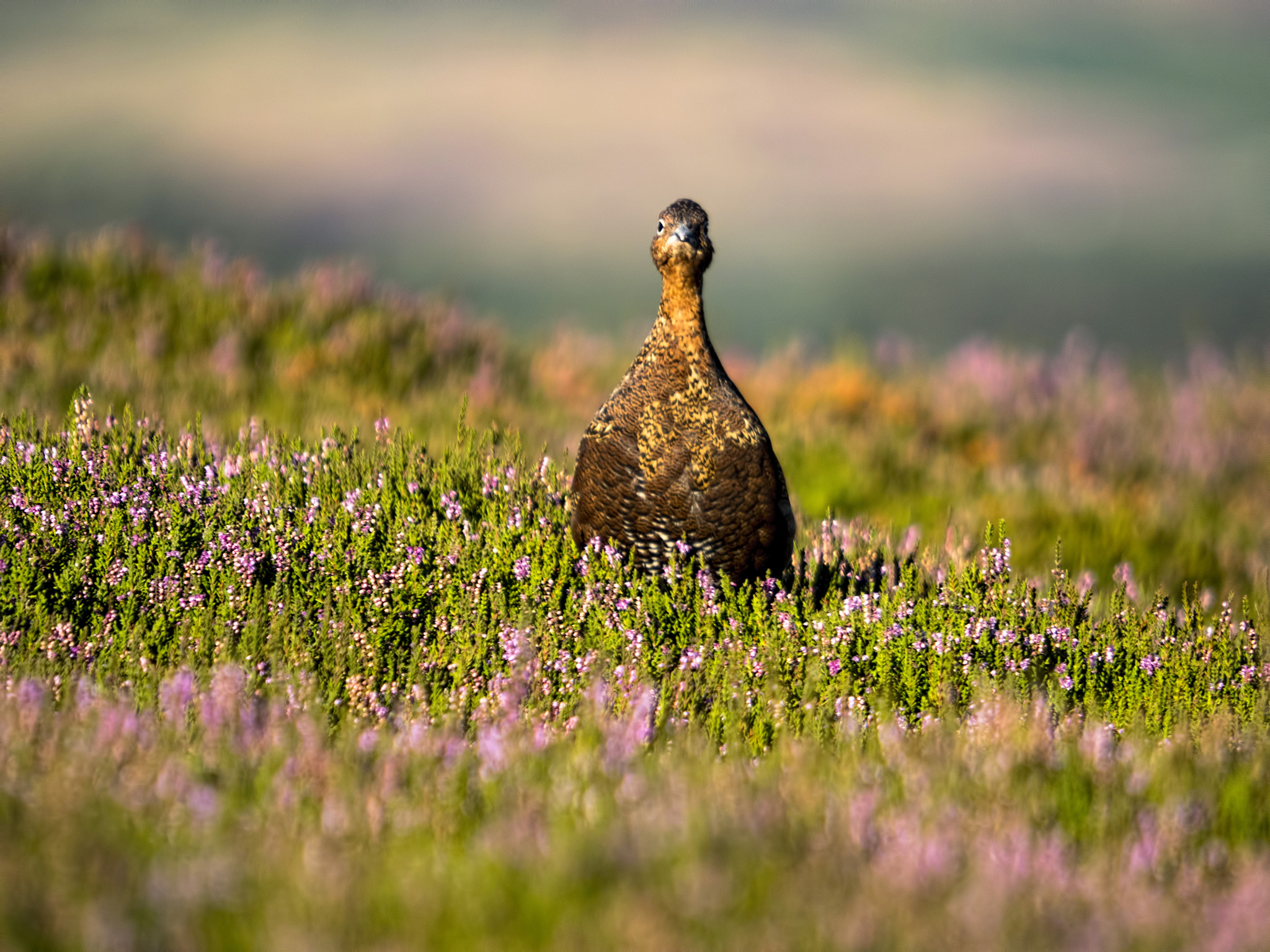 Olympus OM-D E-M5 II + SIGMA 50-500mm F4-6.3 DG HSM sample photo. Grumpy! photography