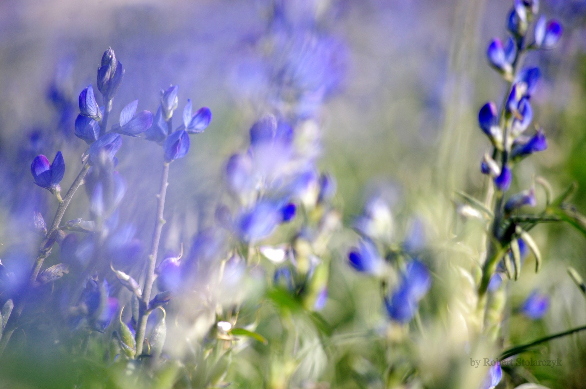smc PENTAX-DA L 50-200mm F4-5.6 ED sample photo. In the wind photography