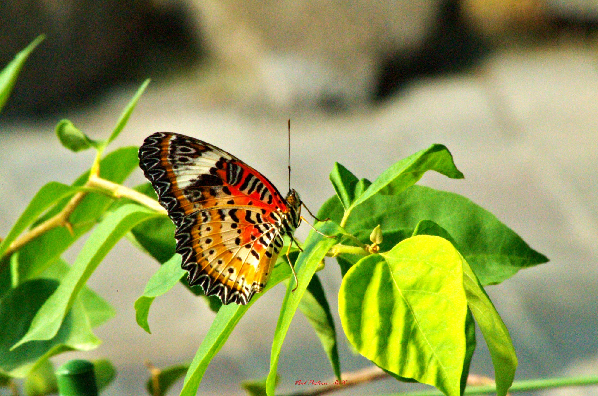 Pentax smc DA 55-300mm F4.0-5.8 ED sample photo. K photography