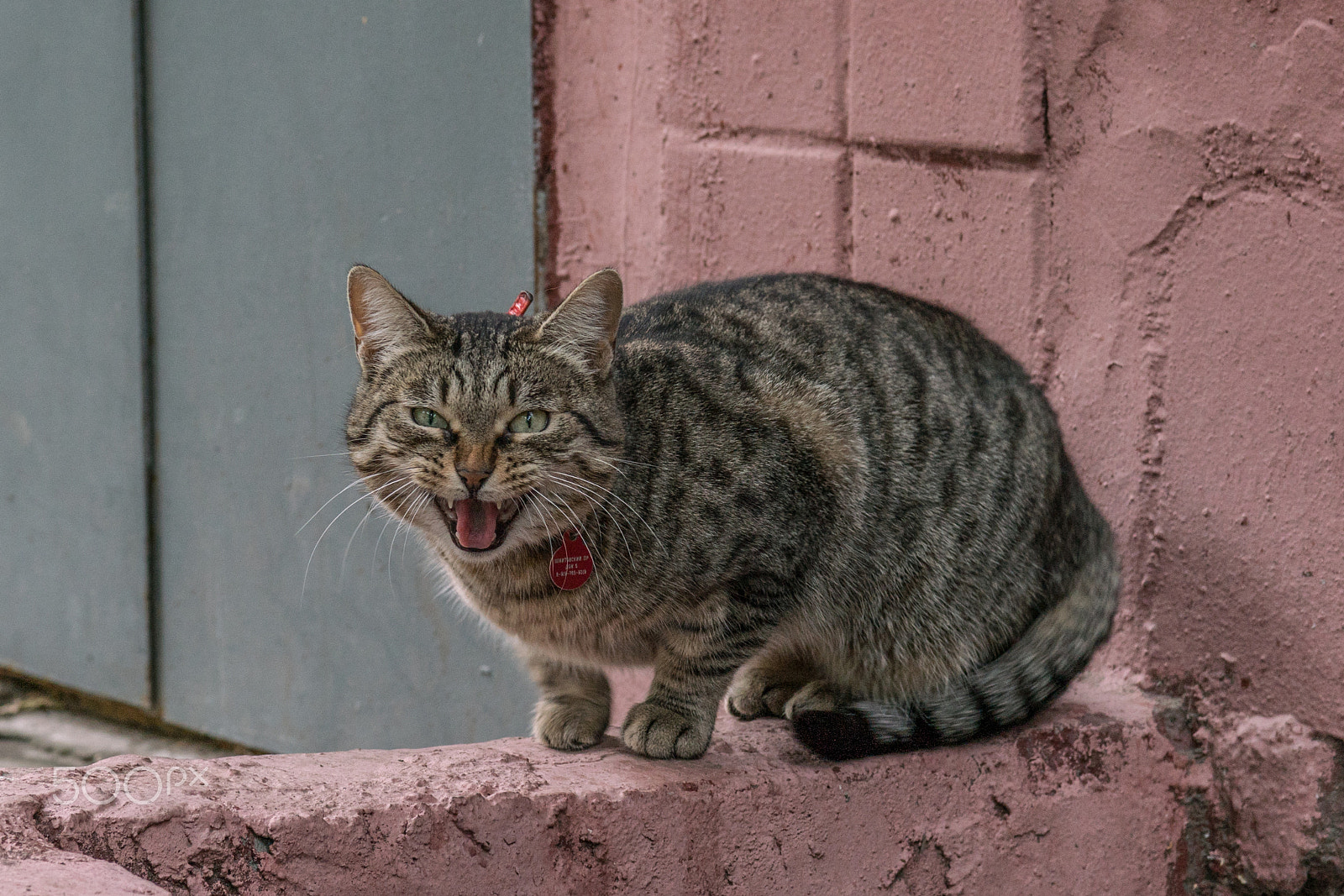 Sony a7R II + Sony 50mm F1.4 sample photo. Rawr !!!! photography