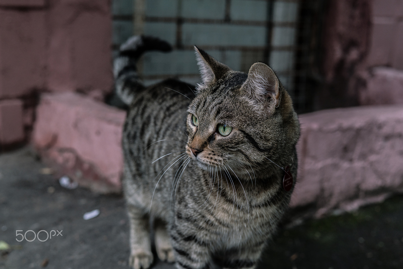 Sony a7R II sample photo. Thousand-yard stare photography