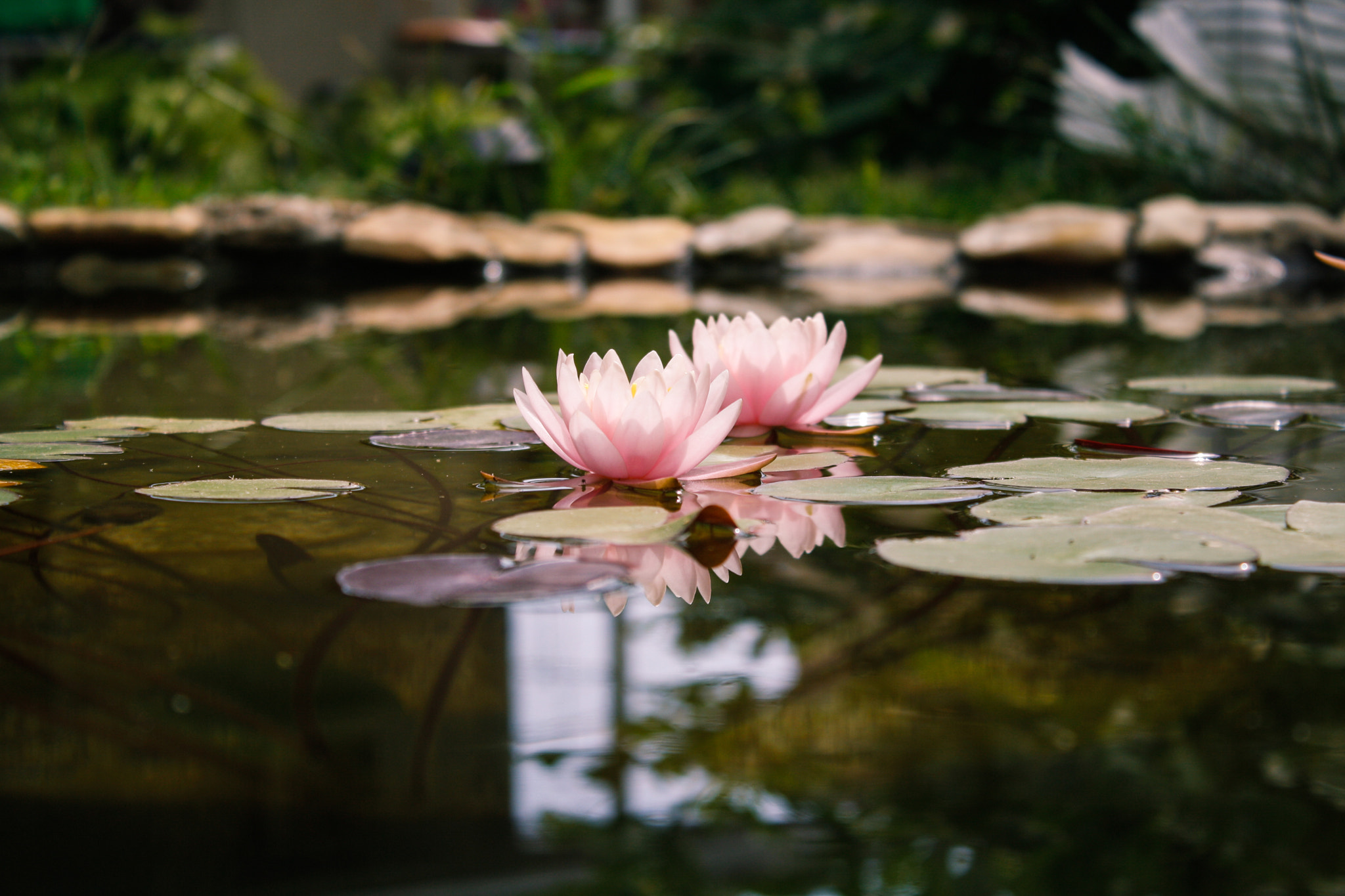 Canon EOS 1000D (EOS Digital Rebel XS / EOS Kiss F) sample photo. From feodosia photography