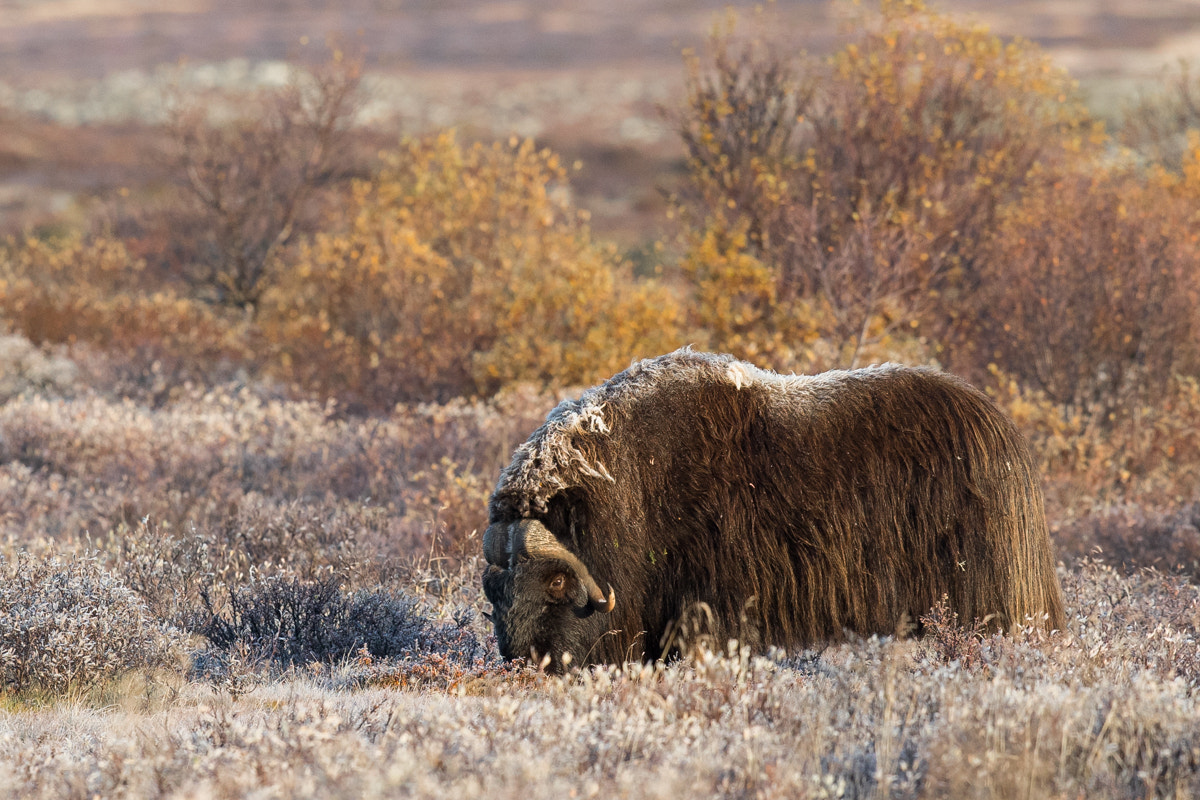 Canon EOS-1D X Mark II sample photo. Musk ox in the morning frost photography