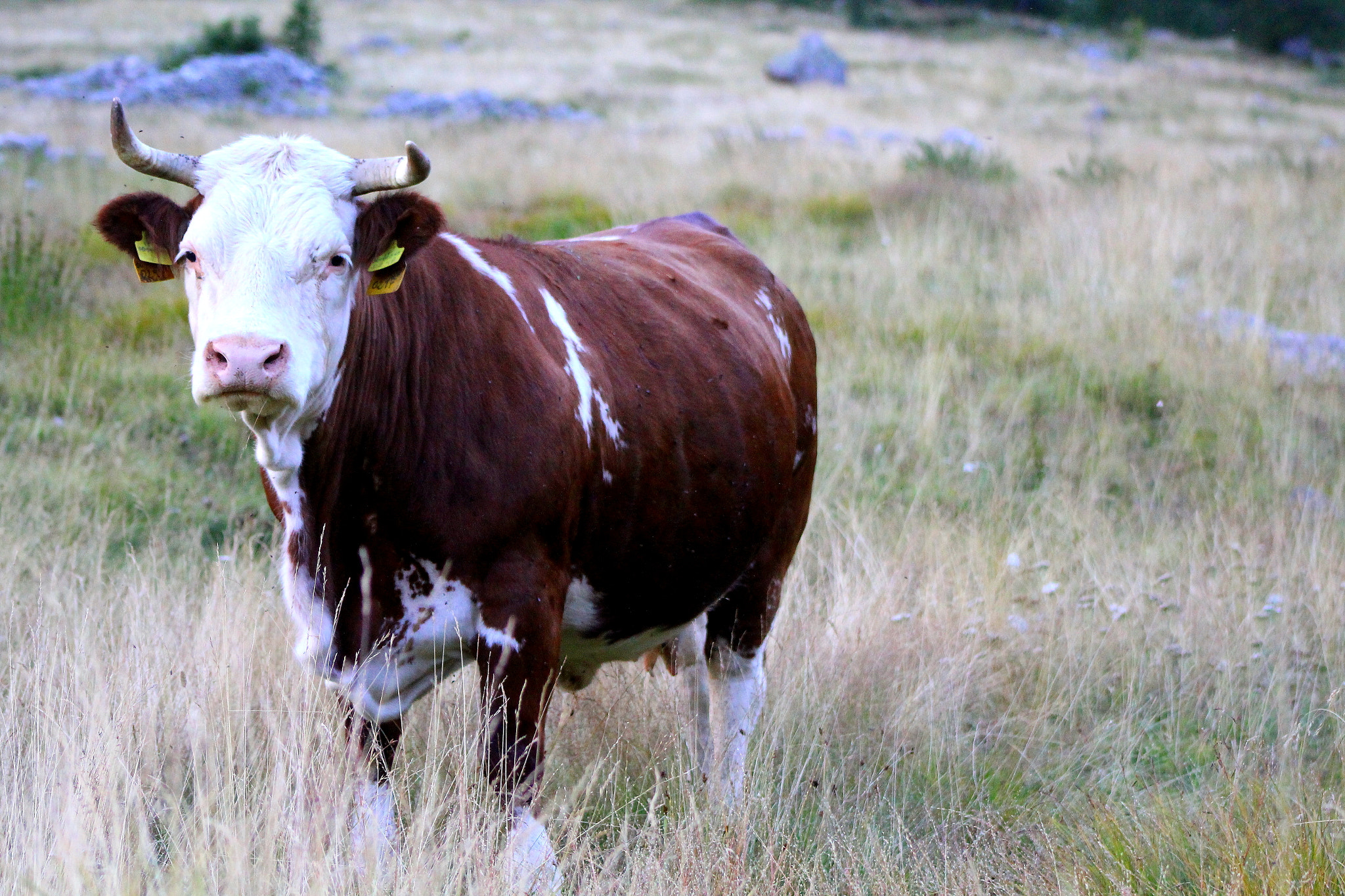 Canon EF 75-300mm f/4-5.6 USM sample photo. Koe alpes maritimes photography