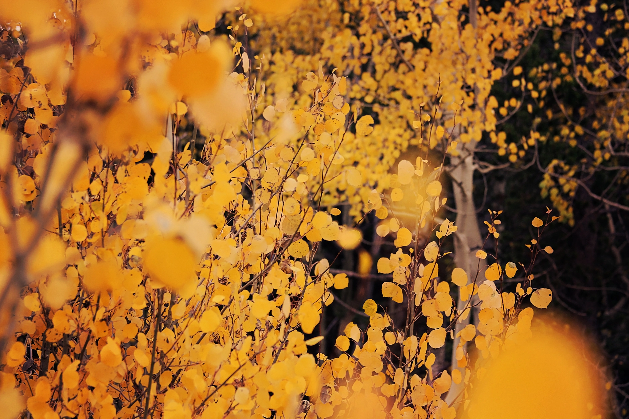 Canon EF 28-135mm F3.5-5.6 IS USM sample photo. Autumn song photography