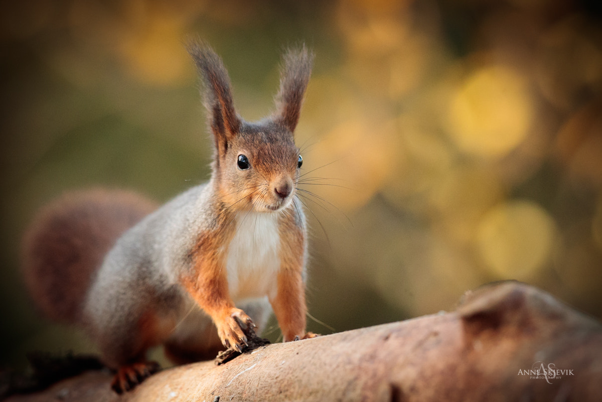 Canon EF 300mm F2.8L IS II USM sample photo. Squirrel. photography