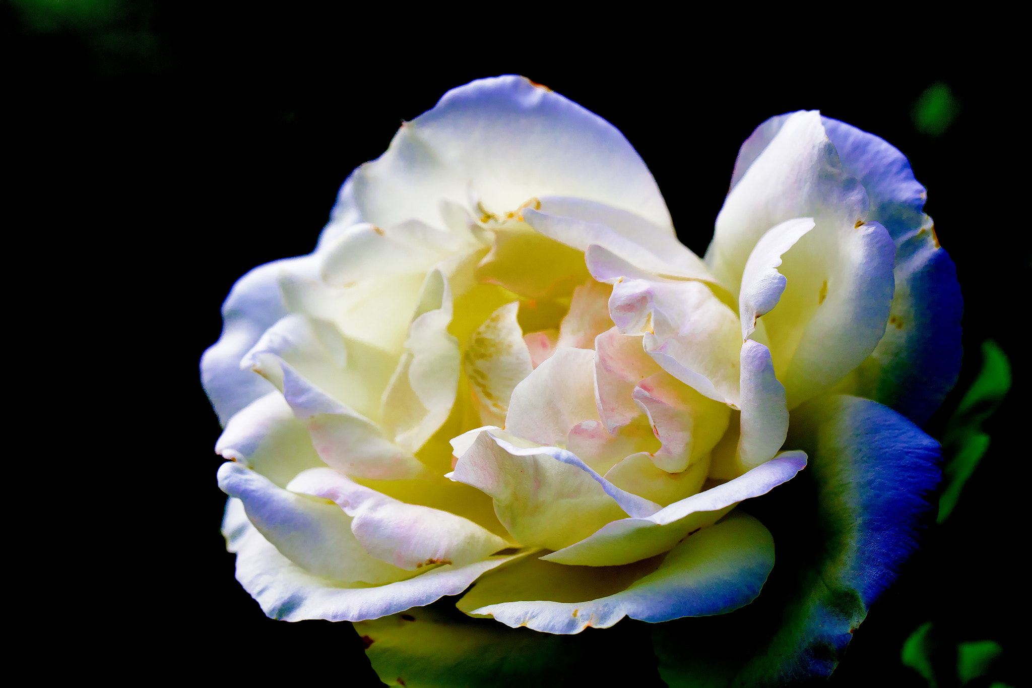 Canon EF 100mm F2.8L Macro IS USM sample photo. Marina flor photography