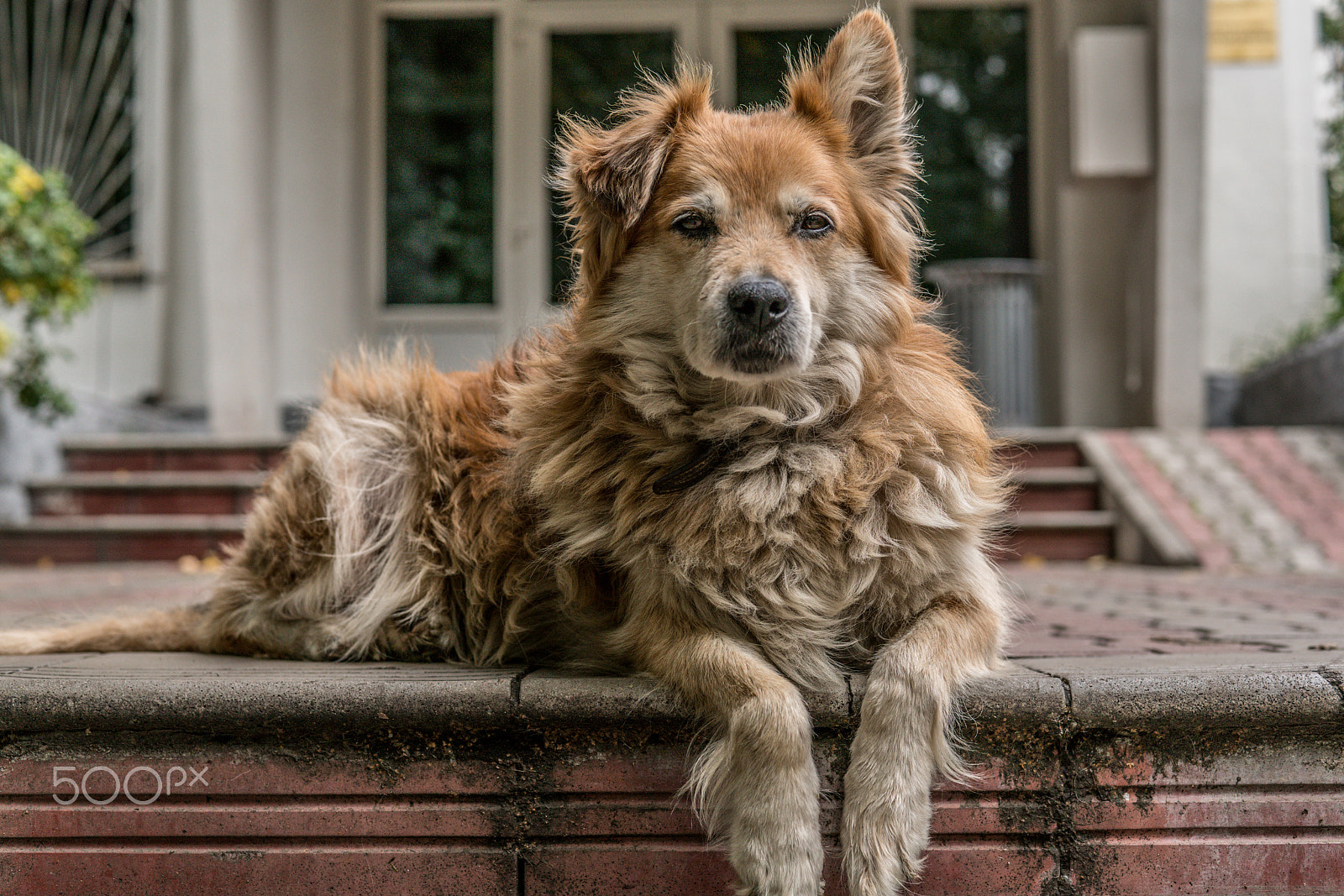 Sony a7R II + Sony 50mm F1.4 sample photo. Old and beautiful photography