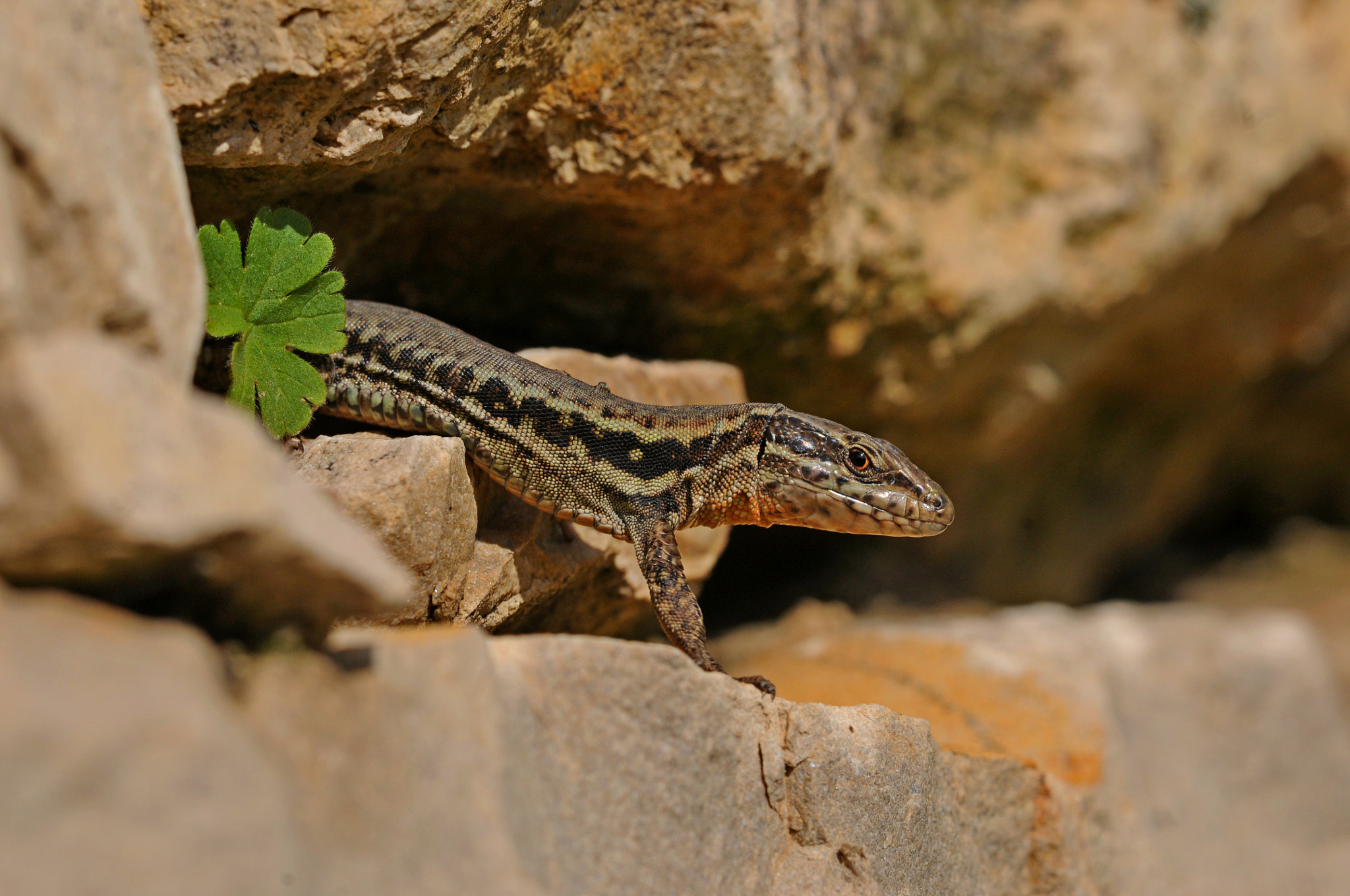 Sigma APO Macro 180mm F3.5 EX DG HSM sample photo. Wall lizard photography