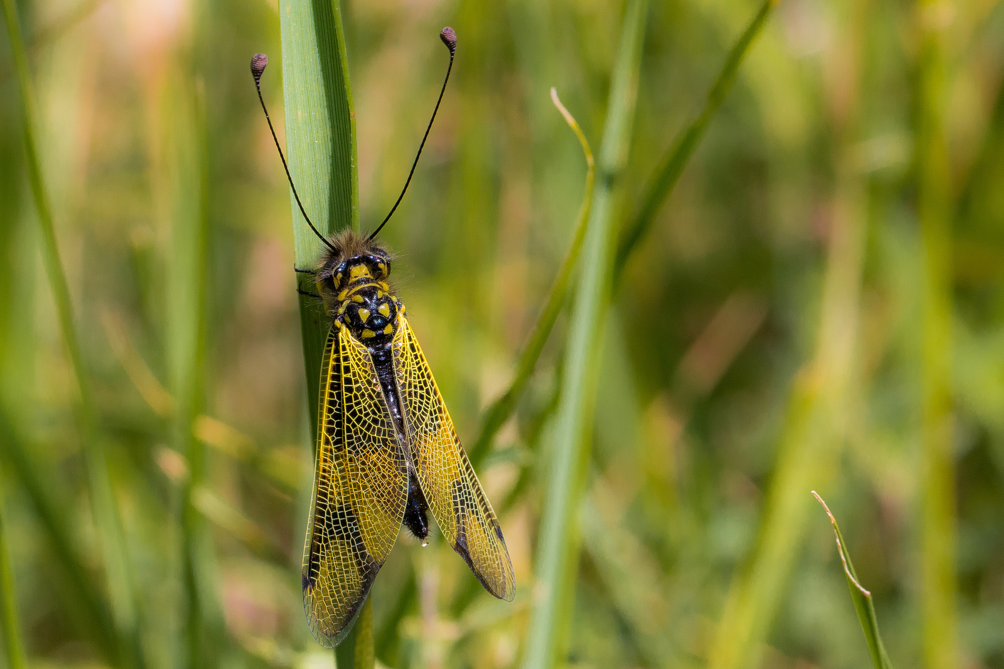 Canon EOS 70D + Canon EF 100mm F2.8L Macro IS USM sample photo. Ascalaphus libelluloides photography