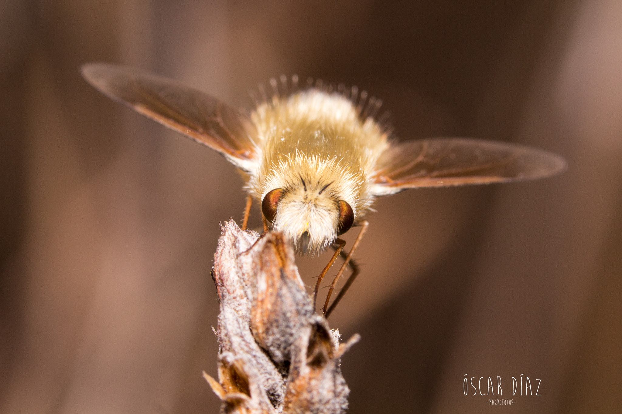 Canon EOS 60D + Canon EF 100mm F2.8L Macro IS USM sample photo. Mosca abejorro photography