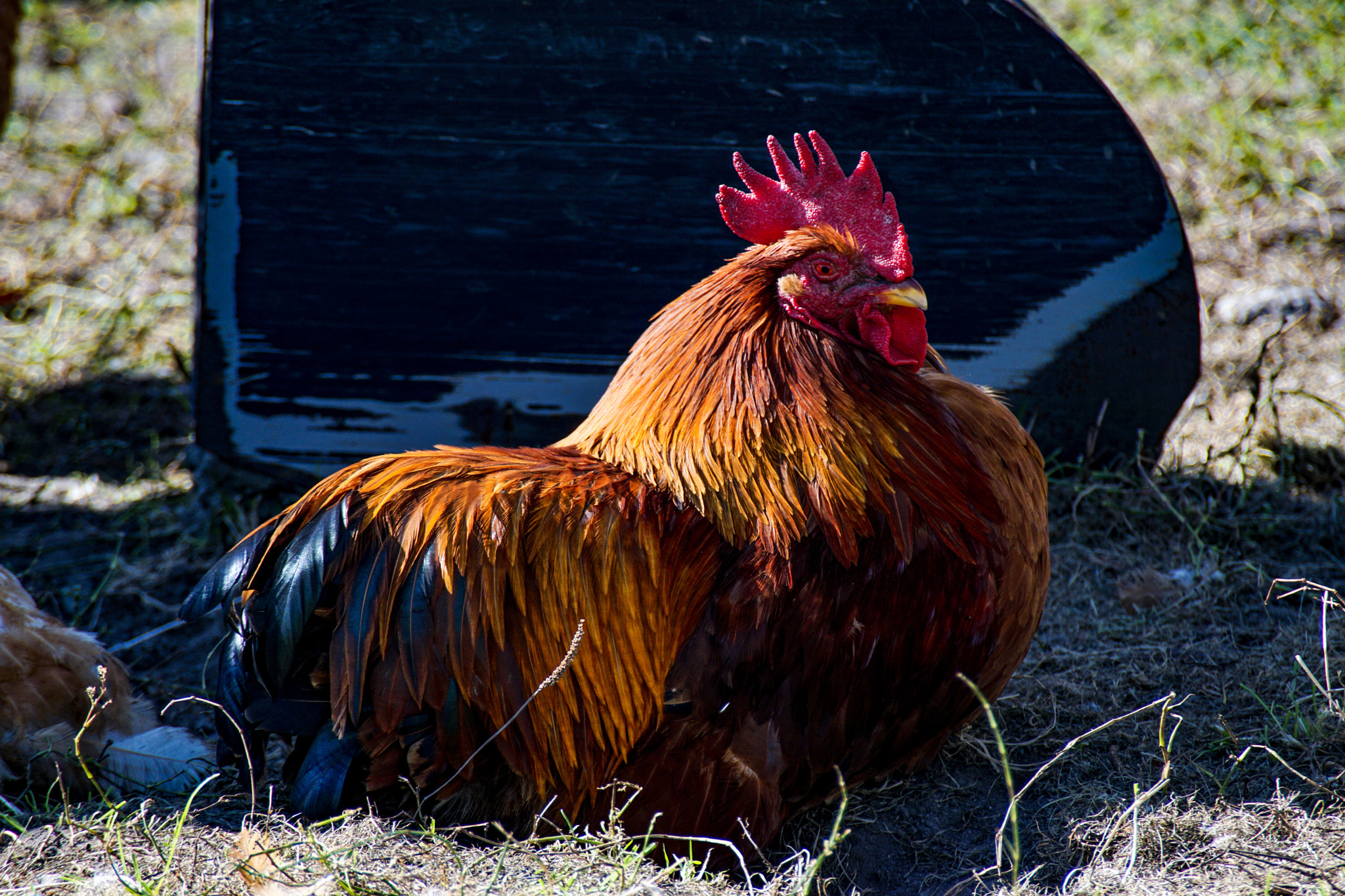 Sony DT 55-300mm F4.5-5.6 SAM sample photo. Hahn ohne plan photography