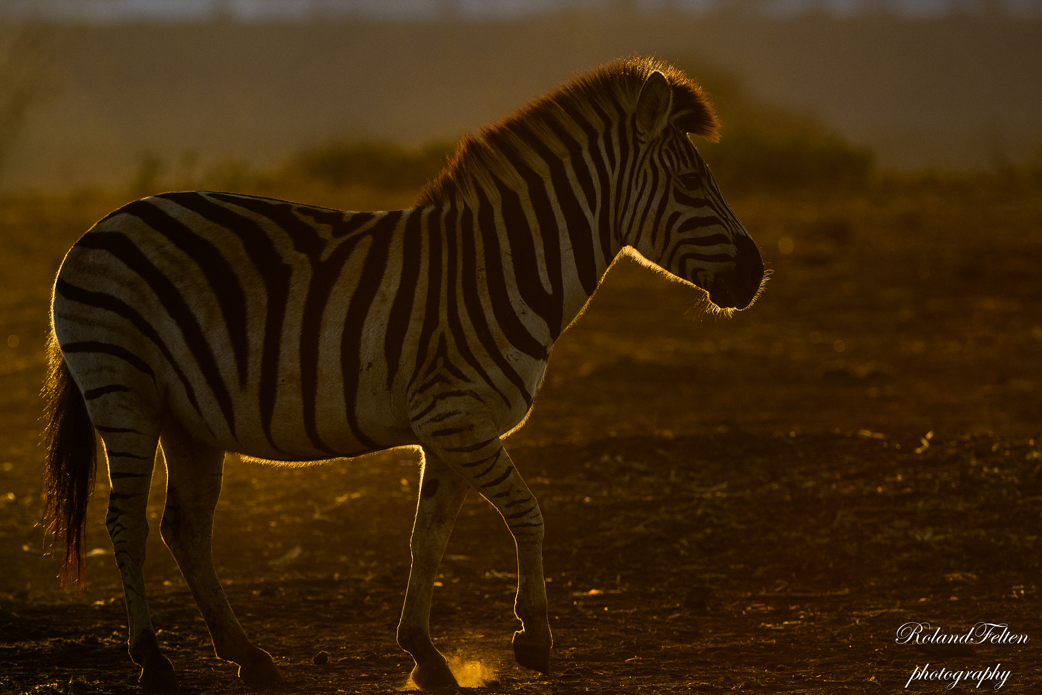 Nikon AF-S Nikkor 200-400mm F4G ED-IF VR sample photo. Plains zebra photography