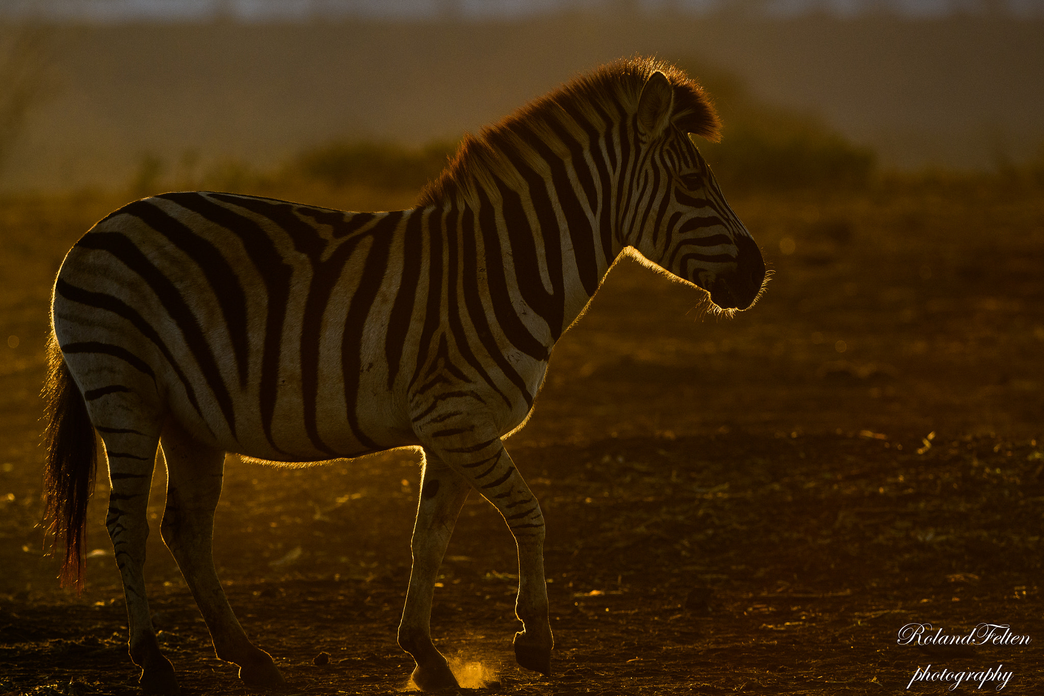 Nikon D500 sample photo. Plains zebra photography