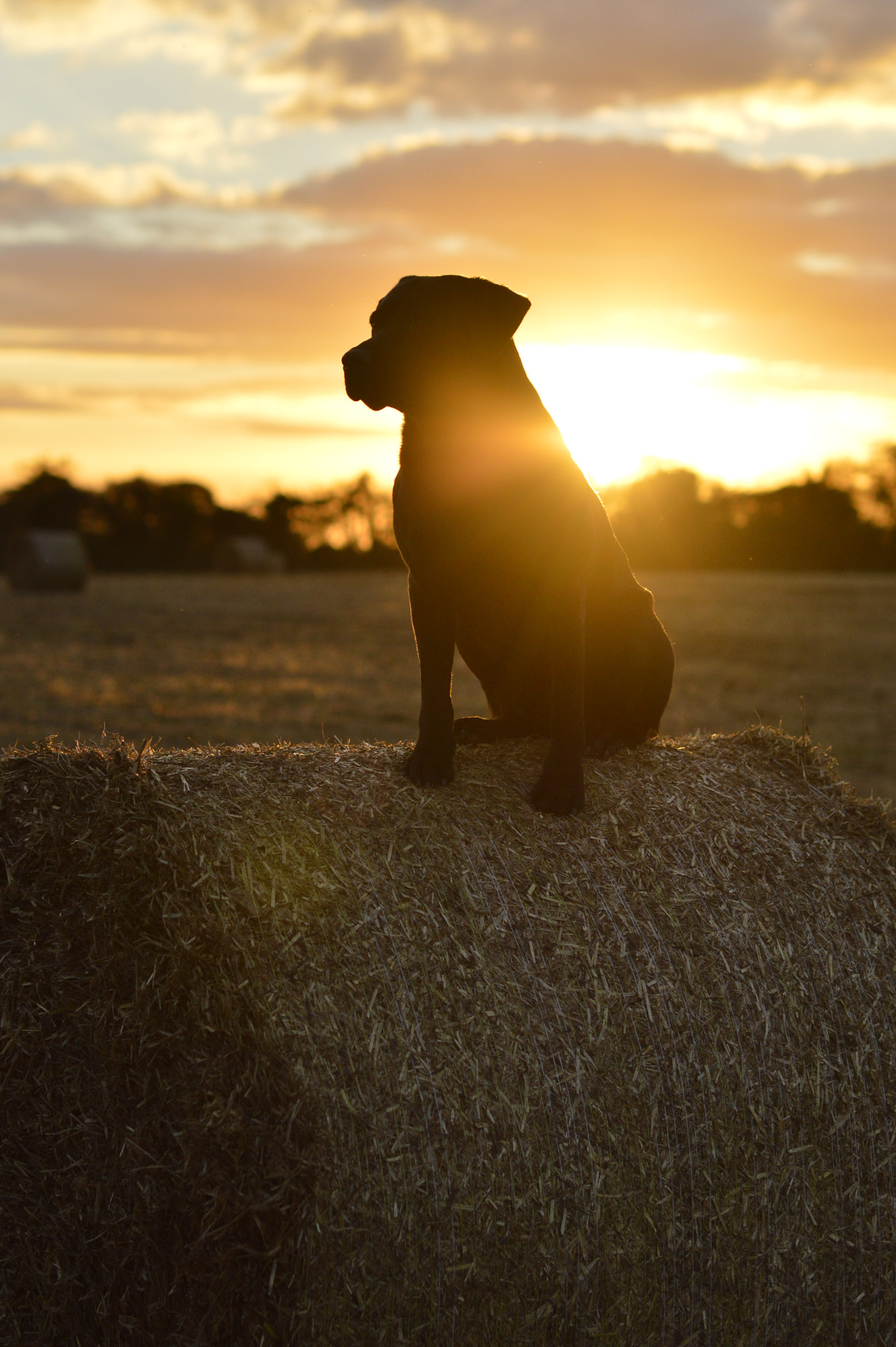 Nikon D3200 + Sigma 50mm F1.4 EX DG HSM sample photo. Backlit "bryn" photography