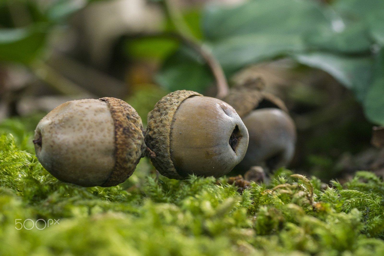 Pentax K-3 II + Tamron SP AF 90mm F2.8 Di Macro sample photo. Acorns in autumn photography