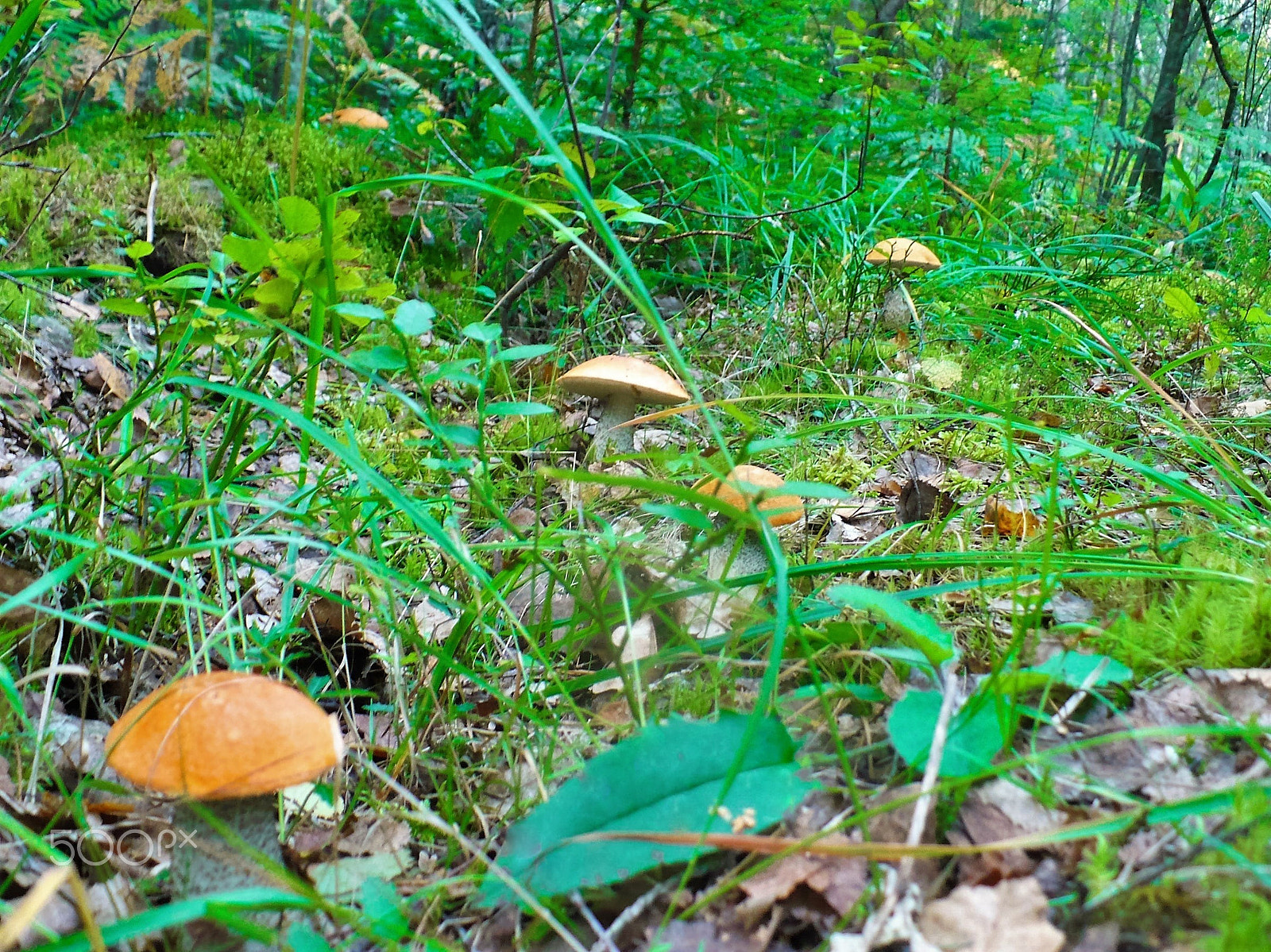 Panasonic DMC-LZ7 sample photo. Boletus in the grass. Подосиновики в траве. photography