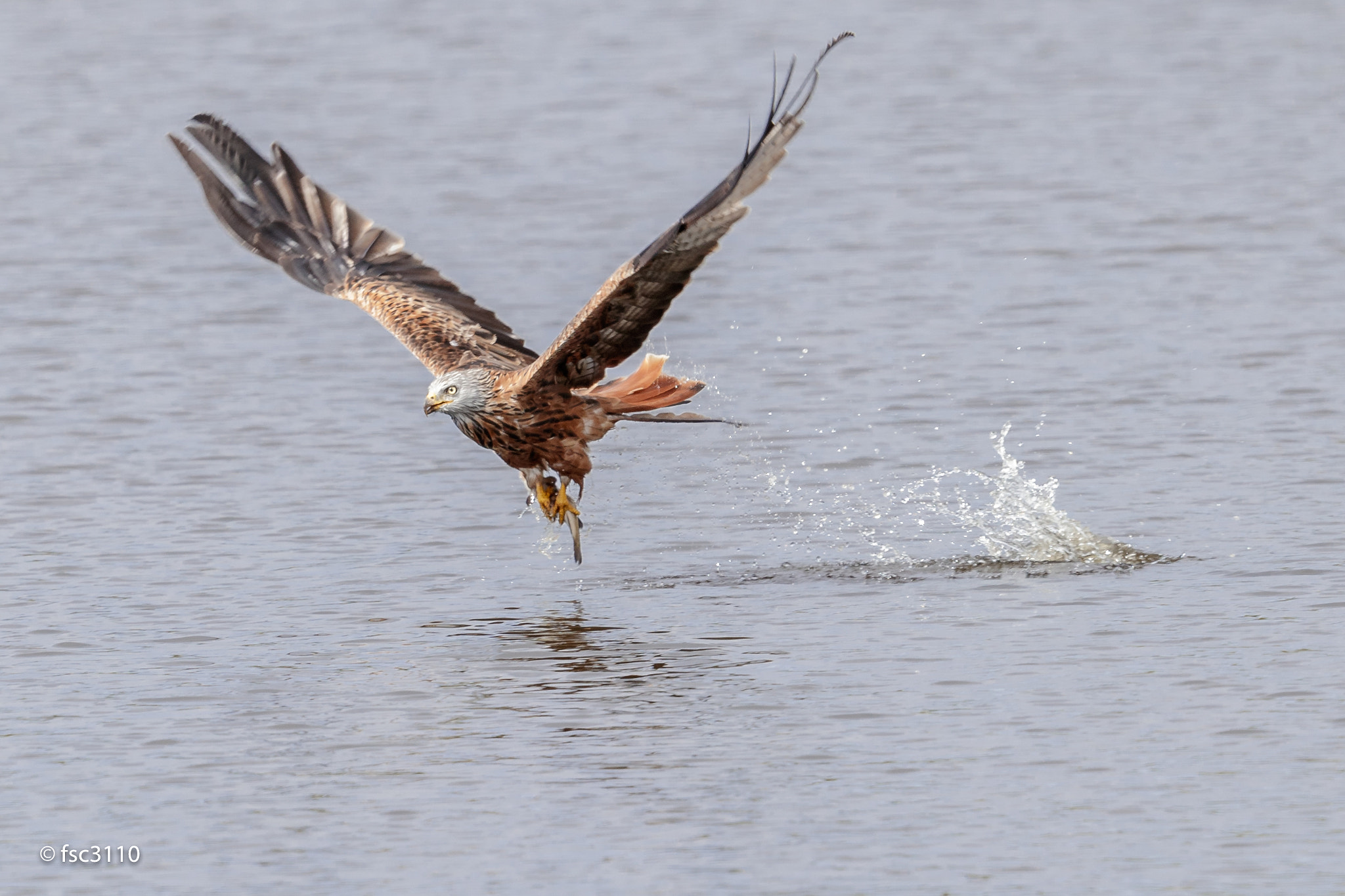 Canon EOS-1D X Mark II sample photo. Red kite fishing successfully photography
