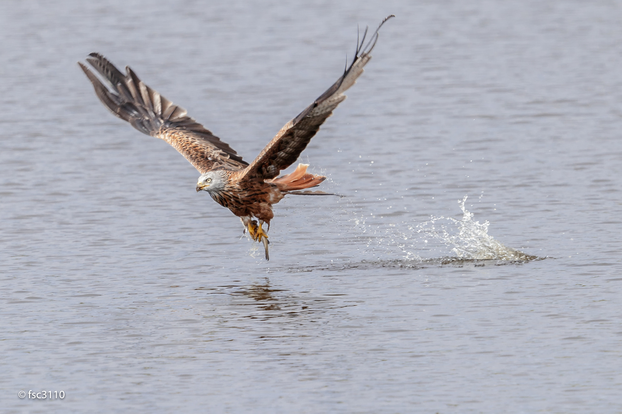 Canon EF 500mm F4L IS II USM sample photo. Red kite fishing successfully photography