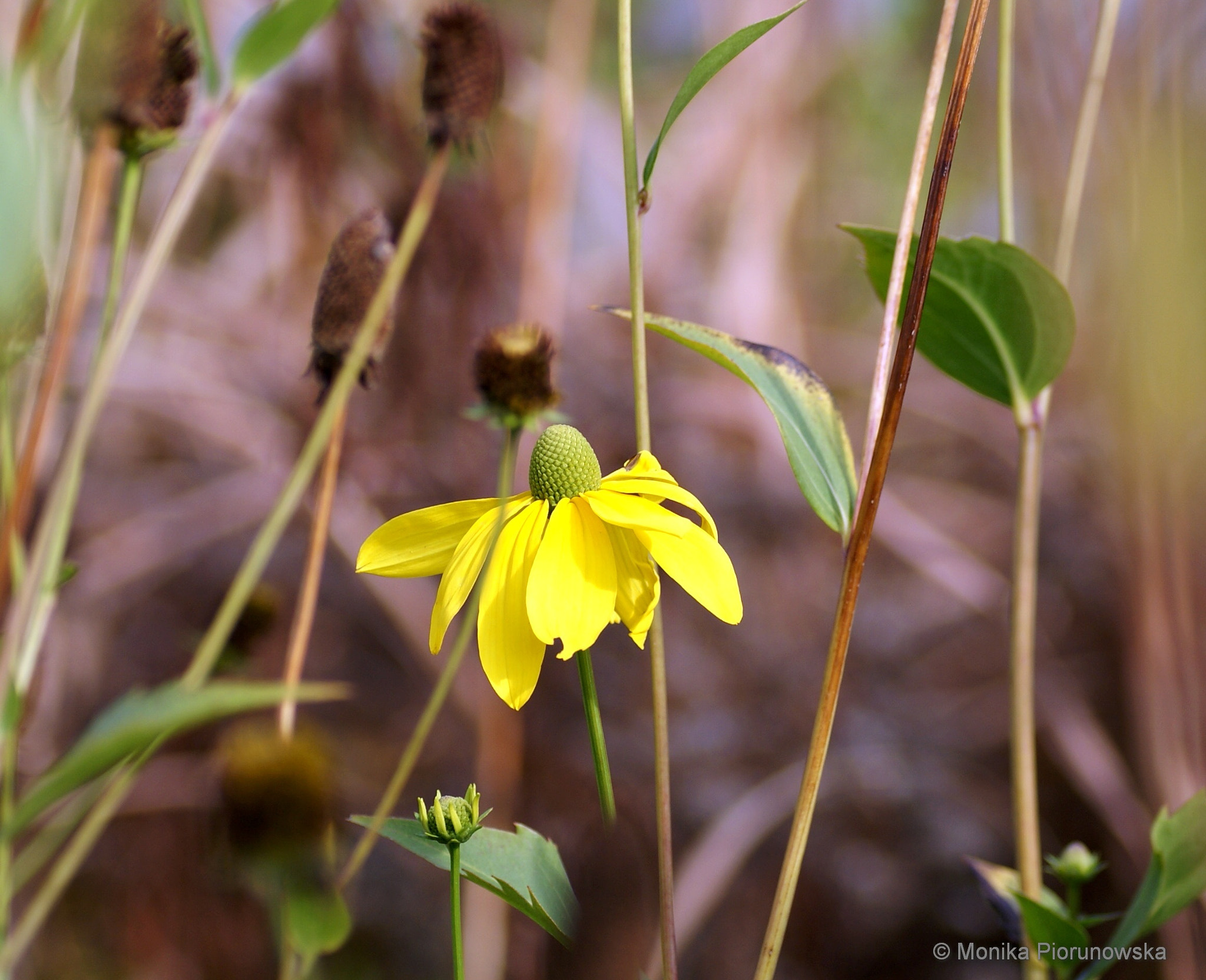 Sony Alpha DSLR-A300 sample photo. Alone in garden photography