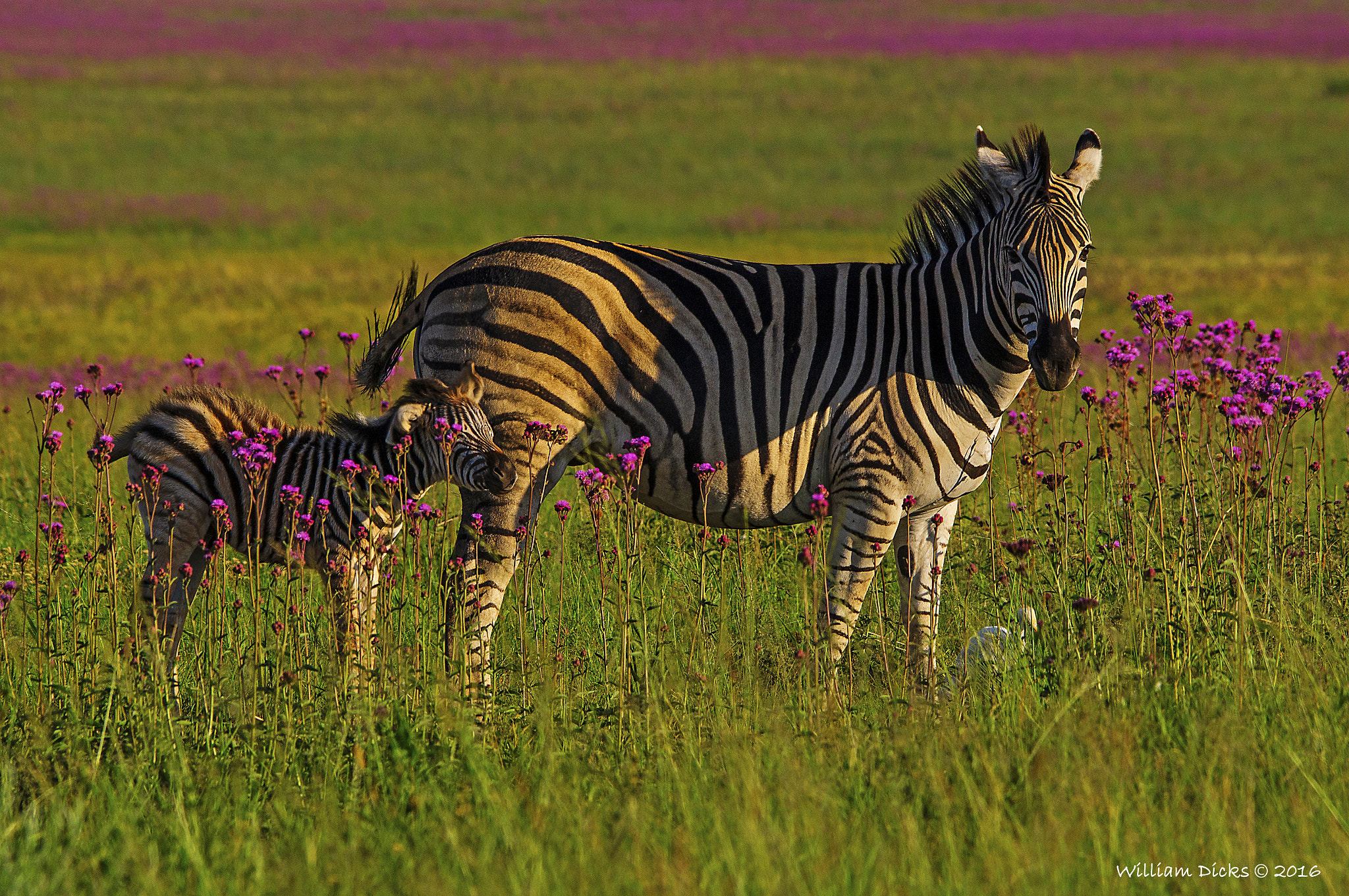 Sony SLT-A37 sample photo. Zebra and foal photography